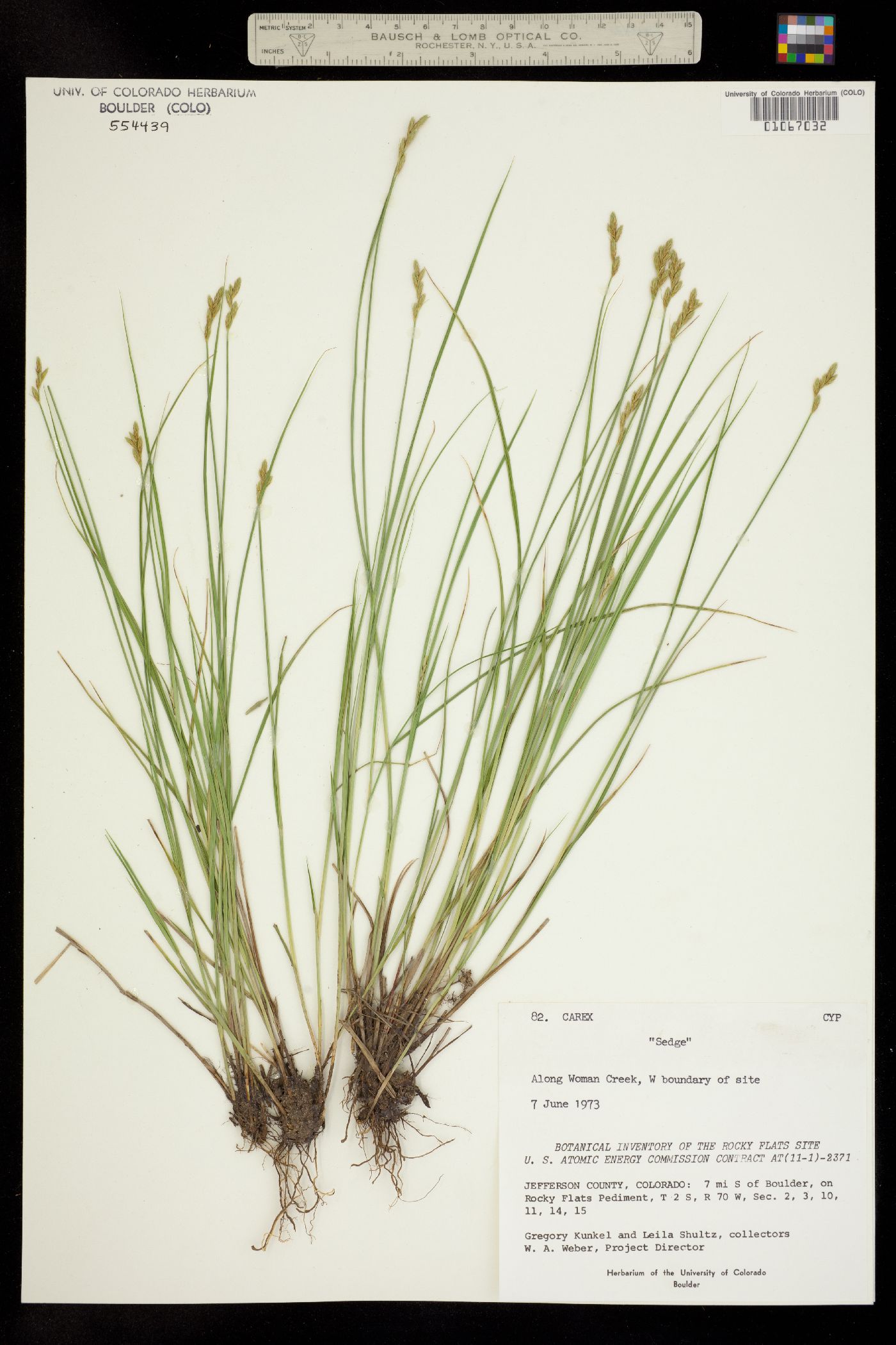 Carex image