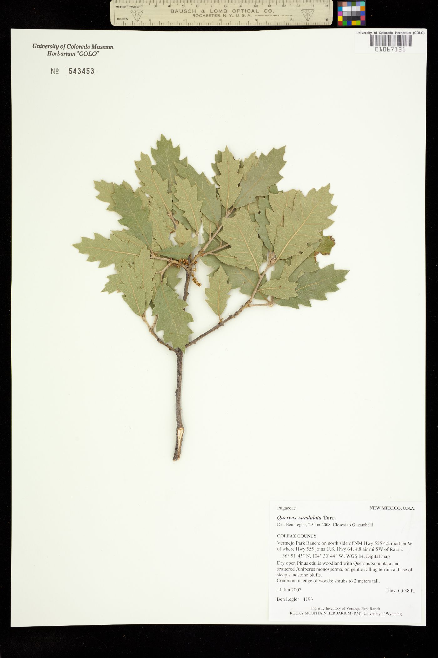 Quercus image