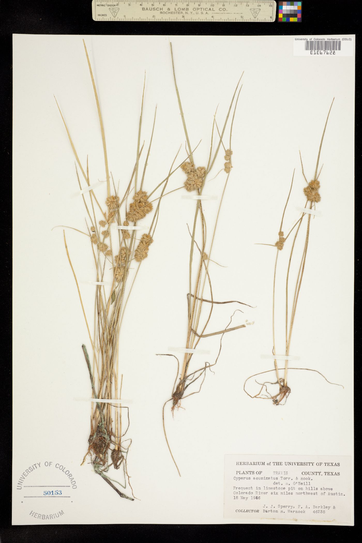 Cyperus acuminatus image