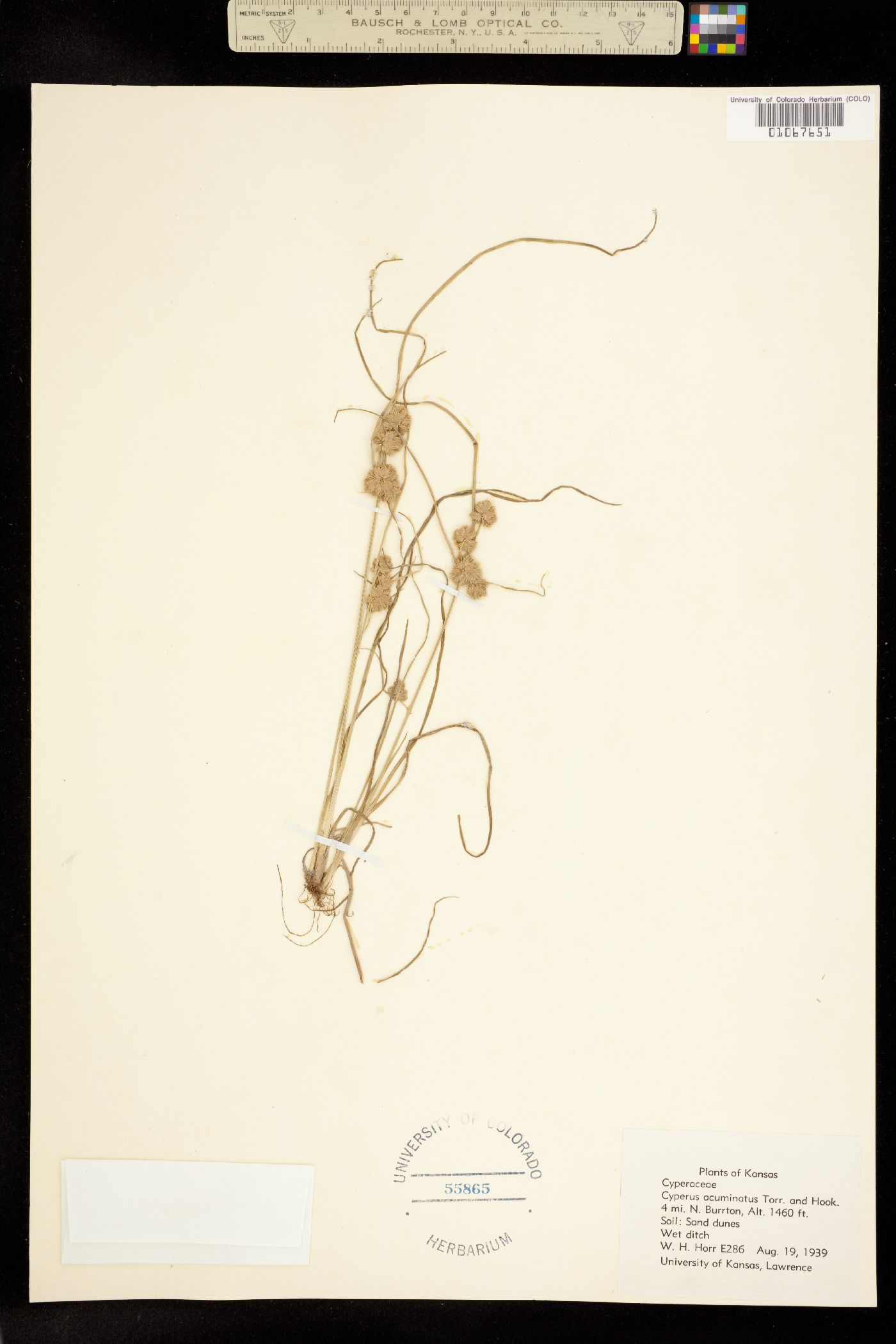 Cyperus acuminatus image