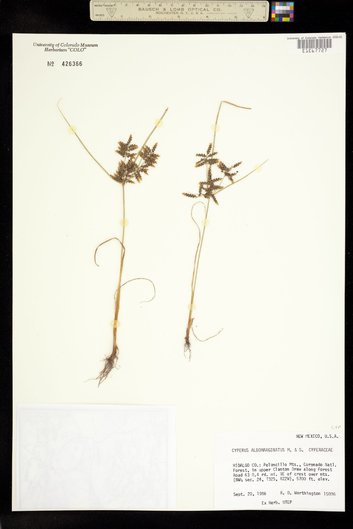 Cyperus flavicomus image