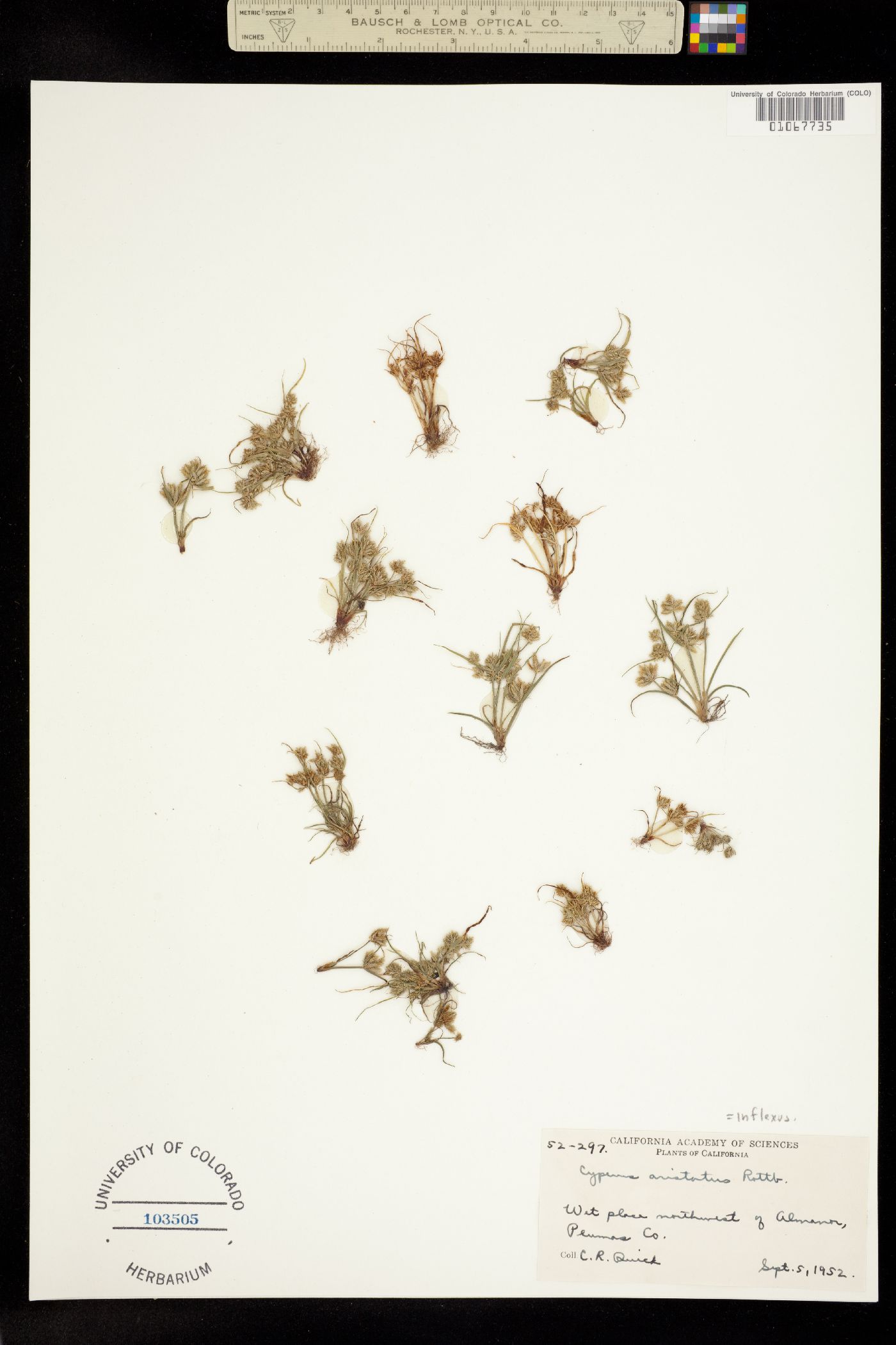 Cyperus squarrosus image