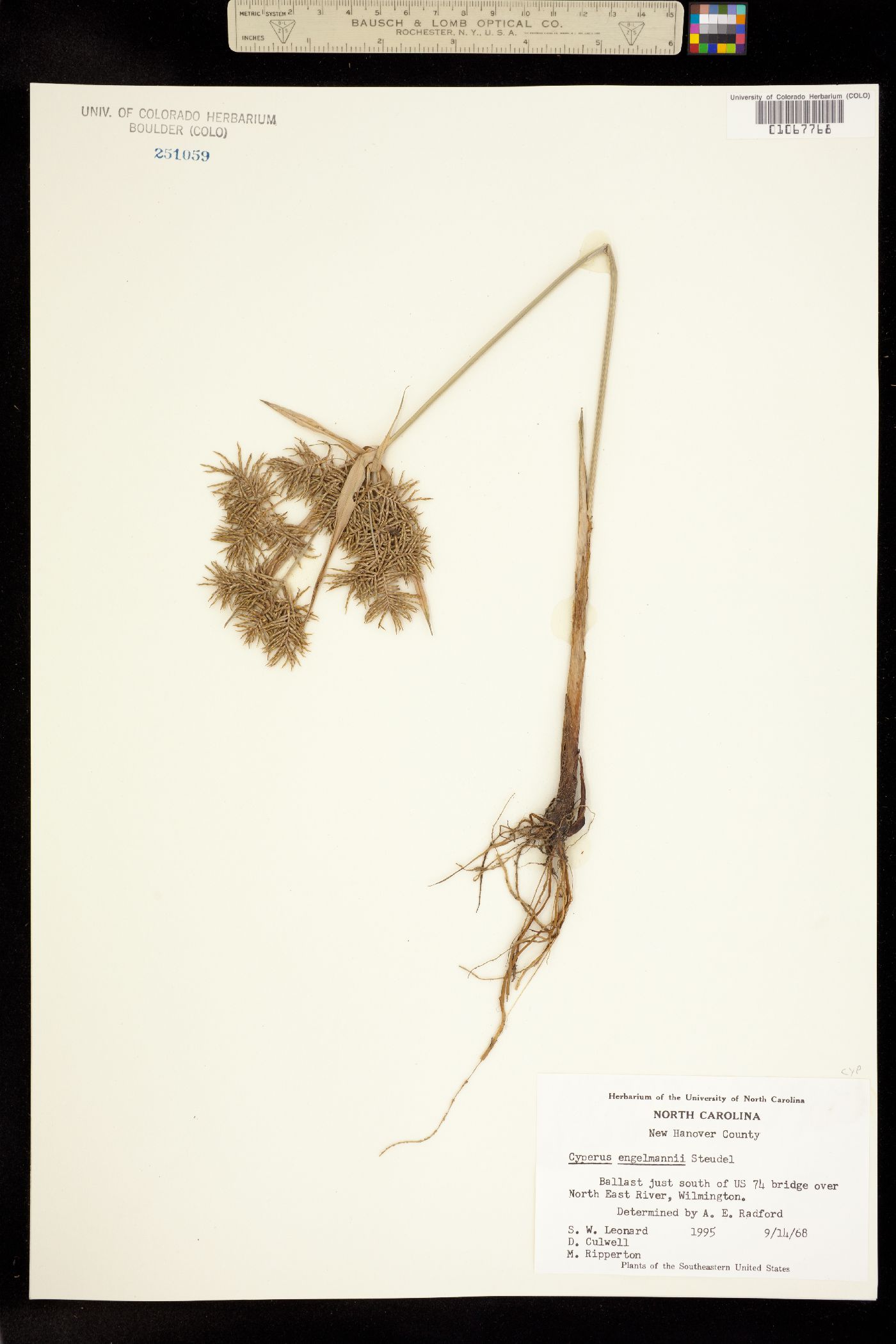 Cyperus odoratus image