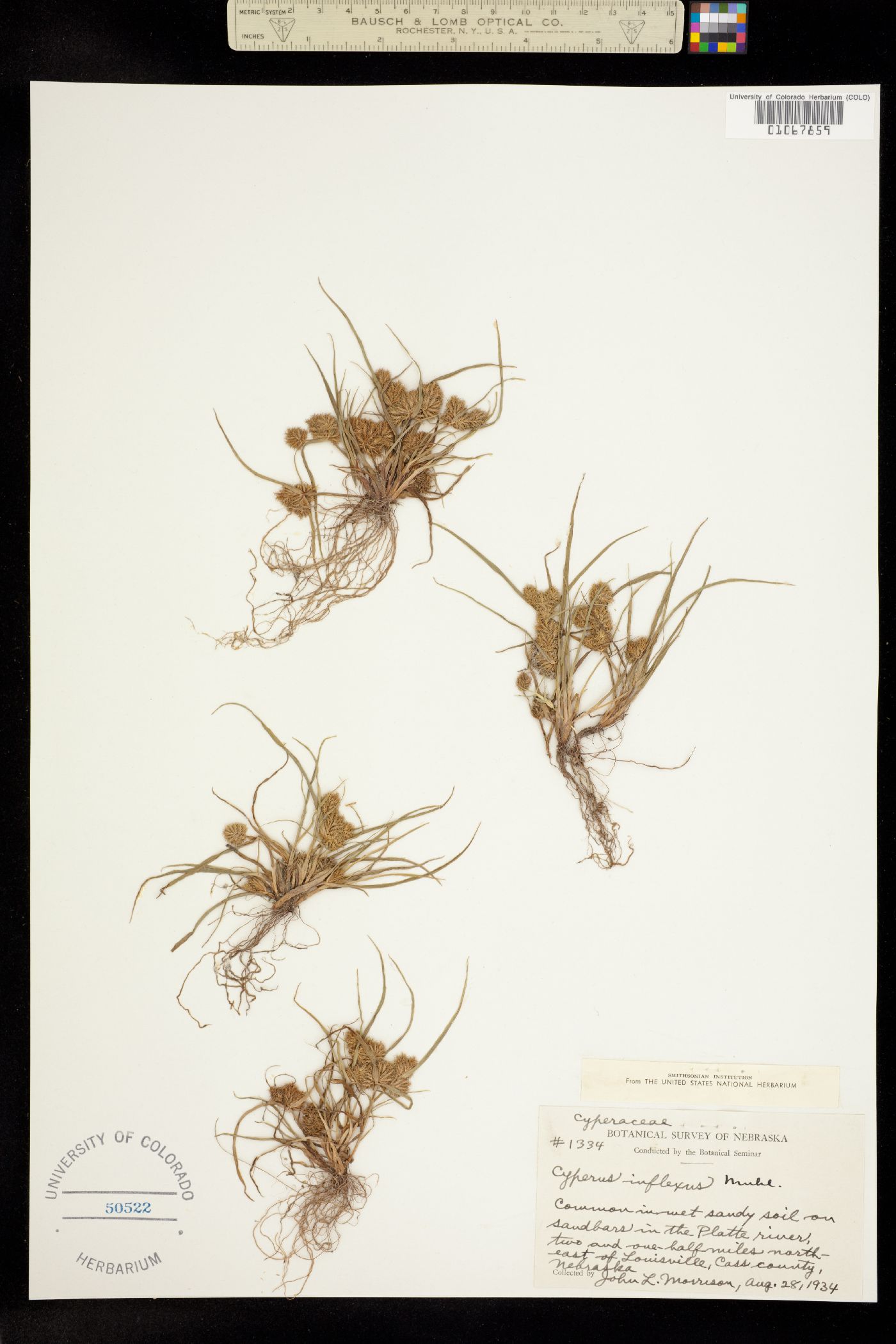 Cyperus image