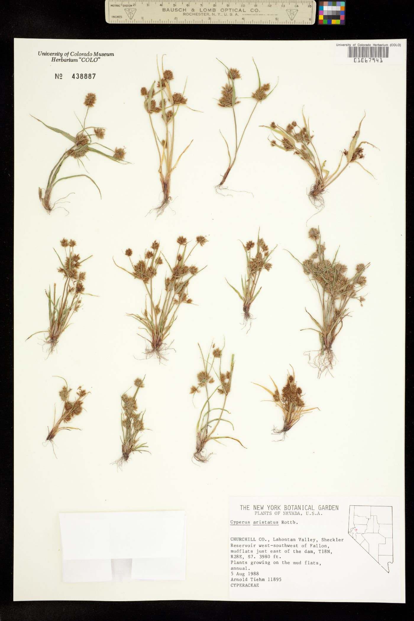 Cyperus squarrosus image