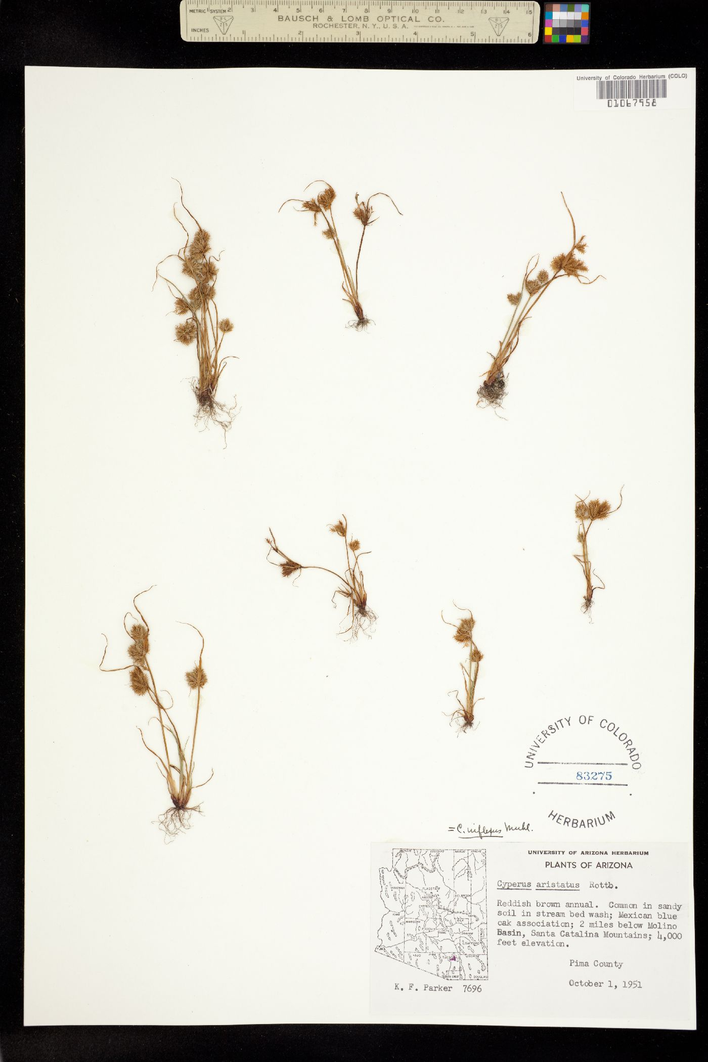 Cyperus squarrosus image