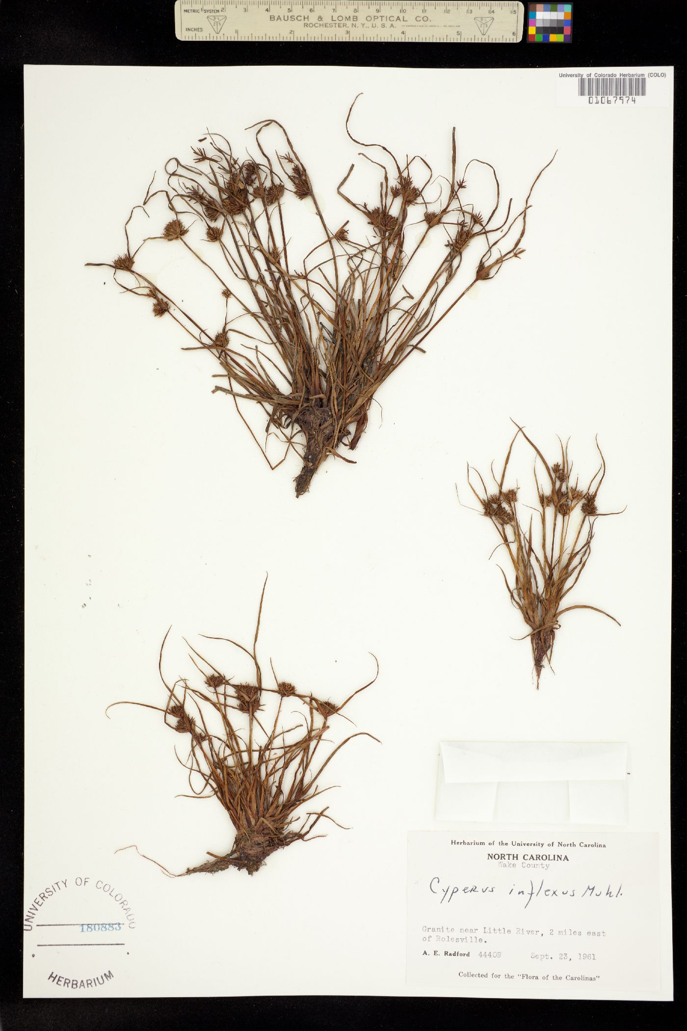 Cyperus squarrosus image