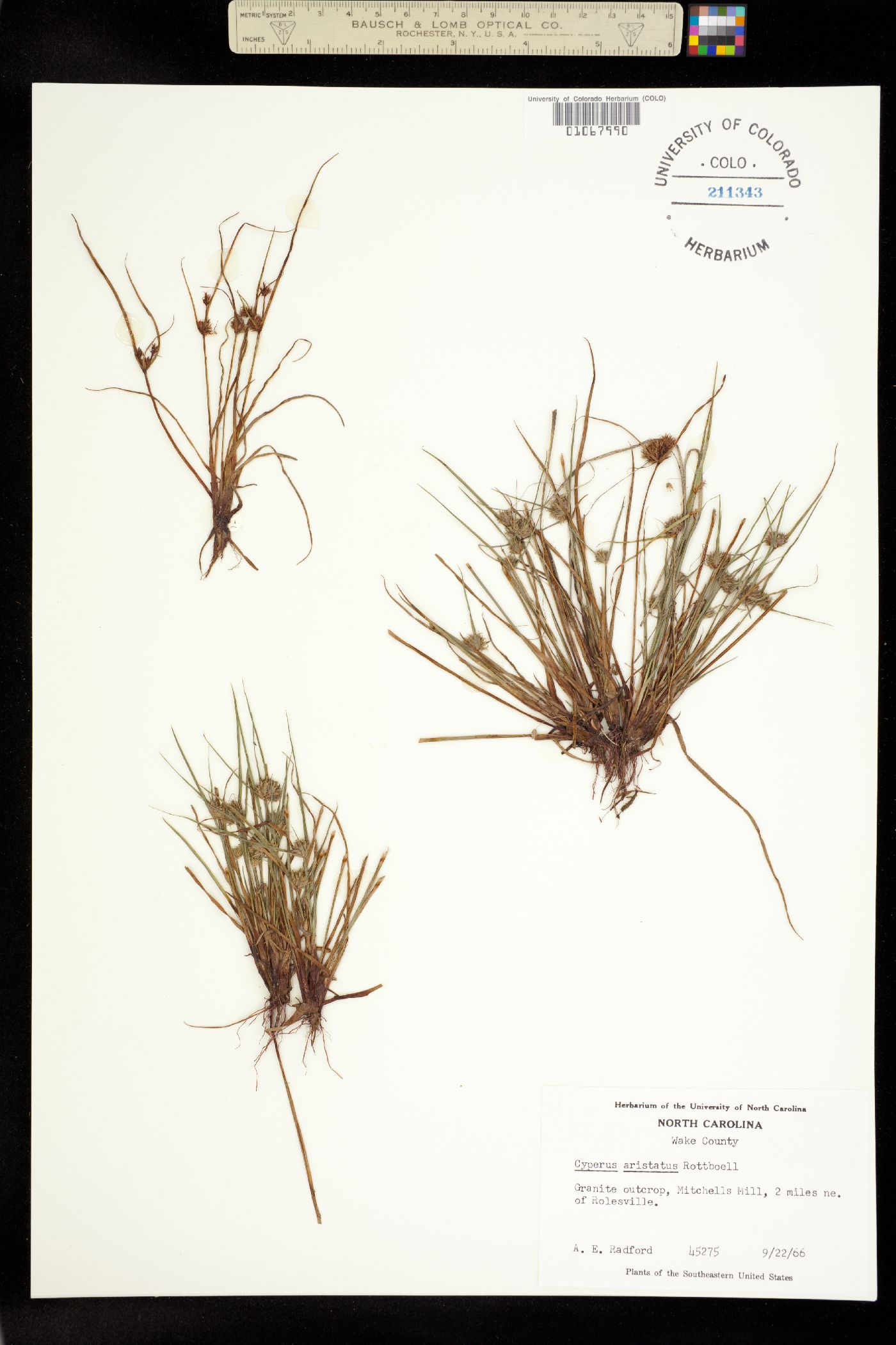 Cyperus squarrosus image