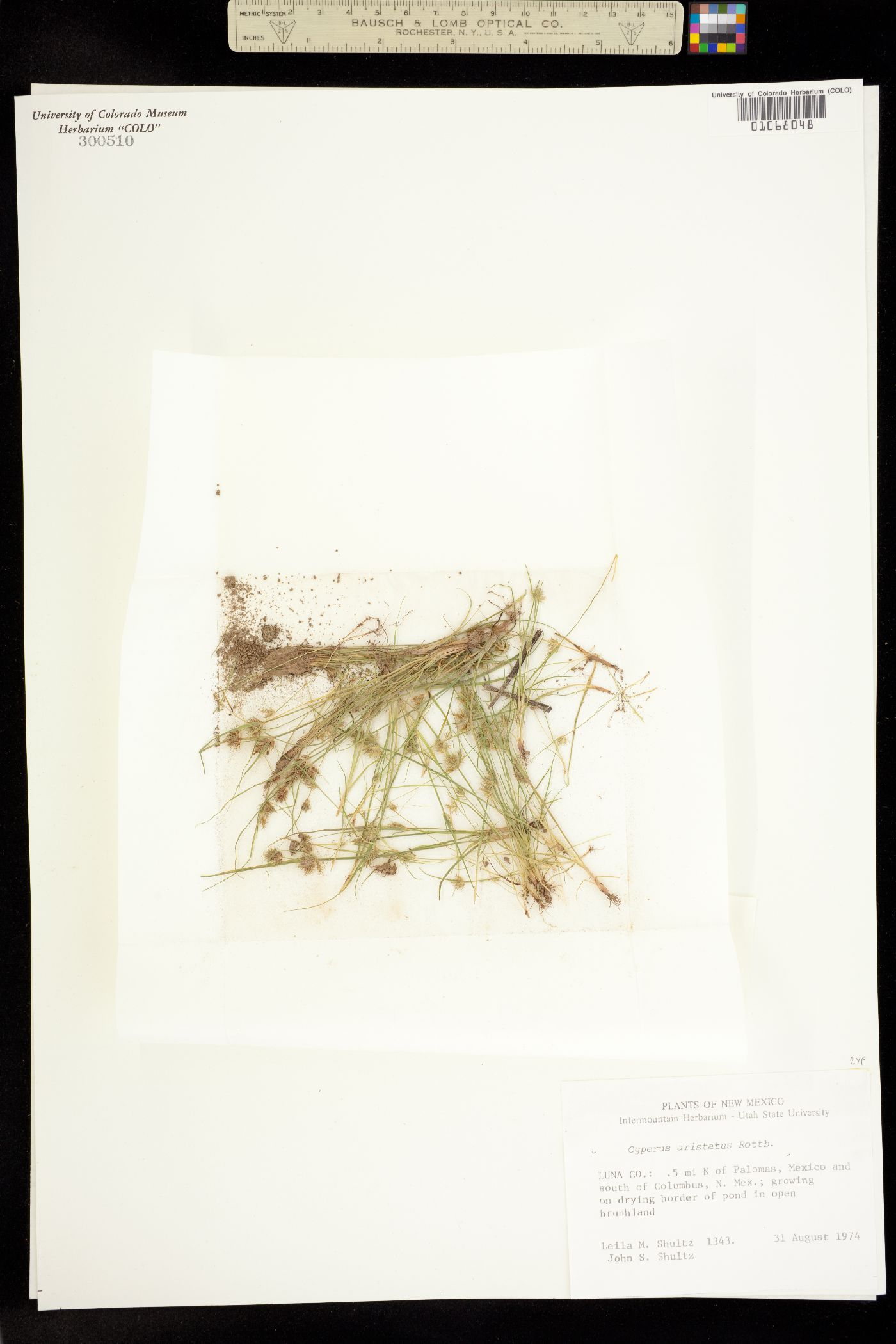 Cyperus squarrosus image