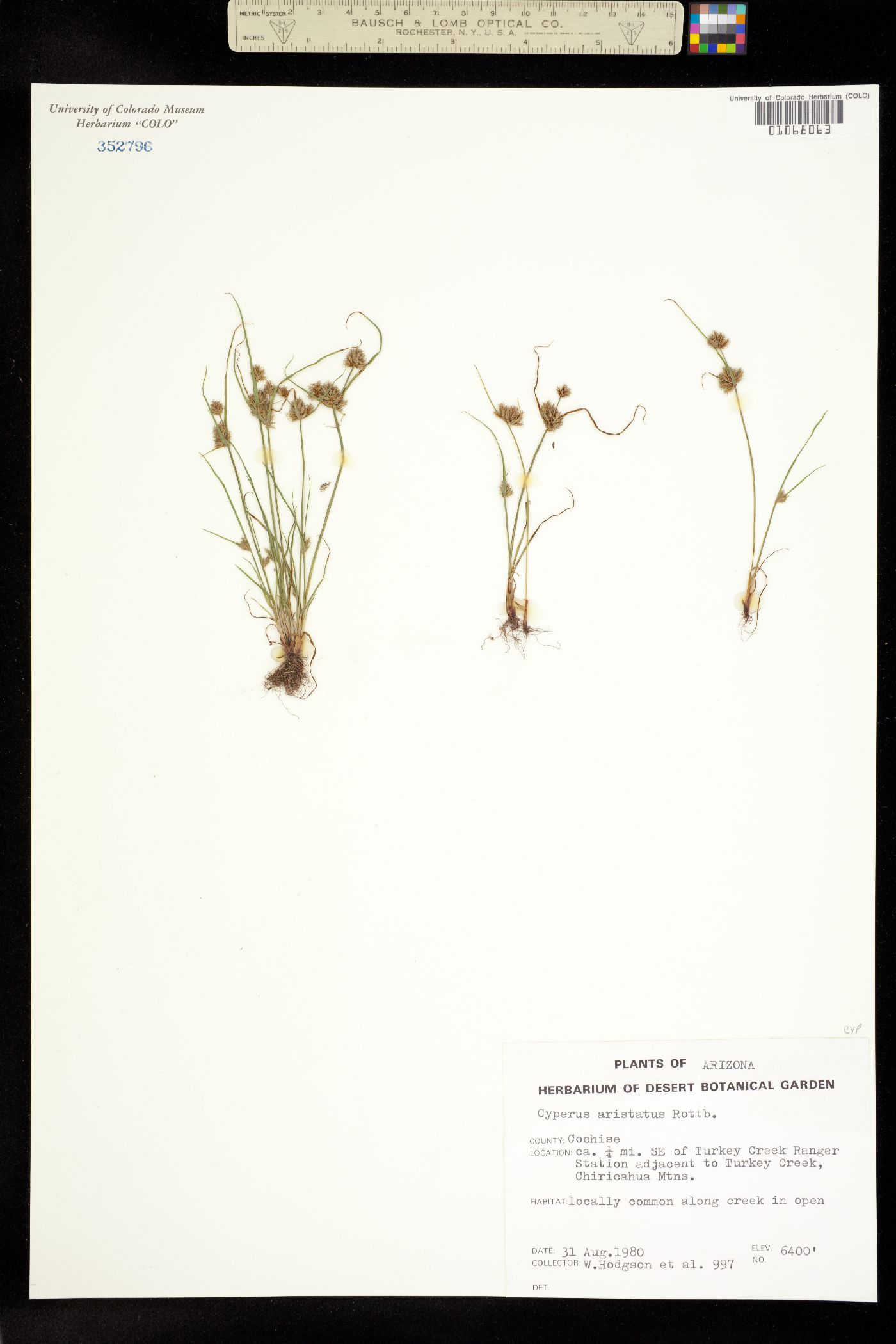 Cyperus squarrosus image