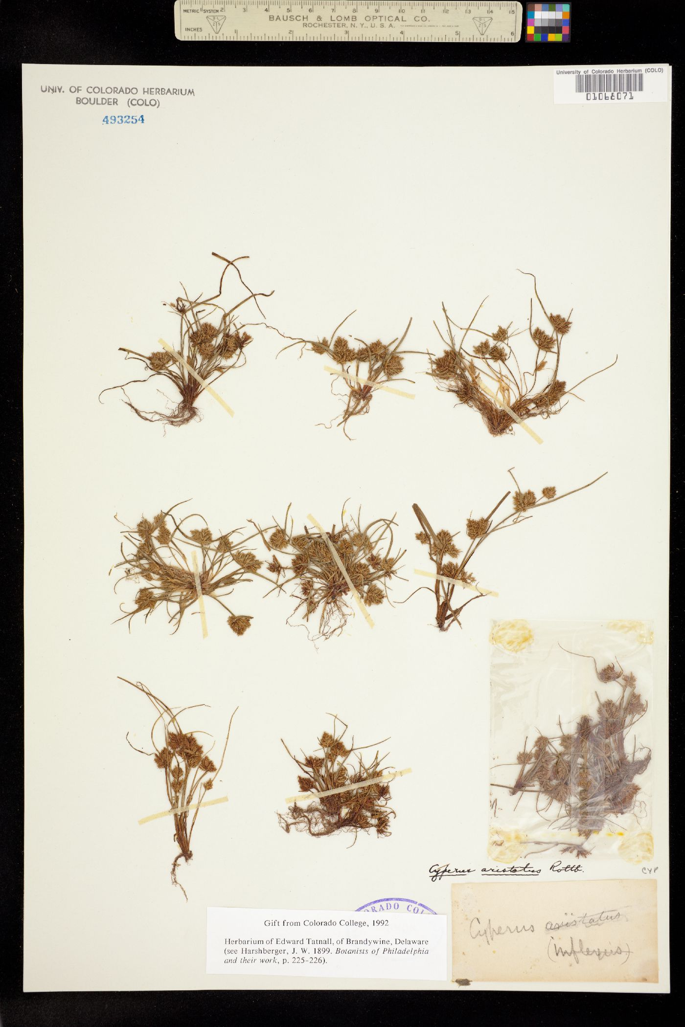 Cyperus squarrosus image