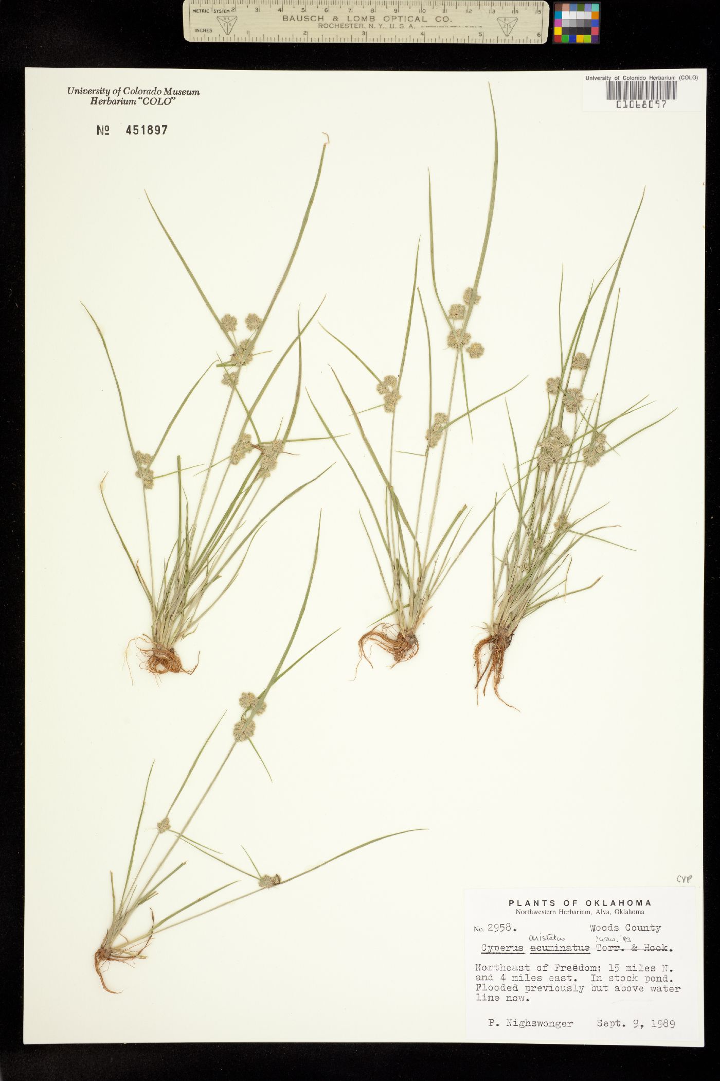 Cyperus squarrosus image