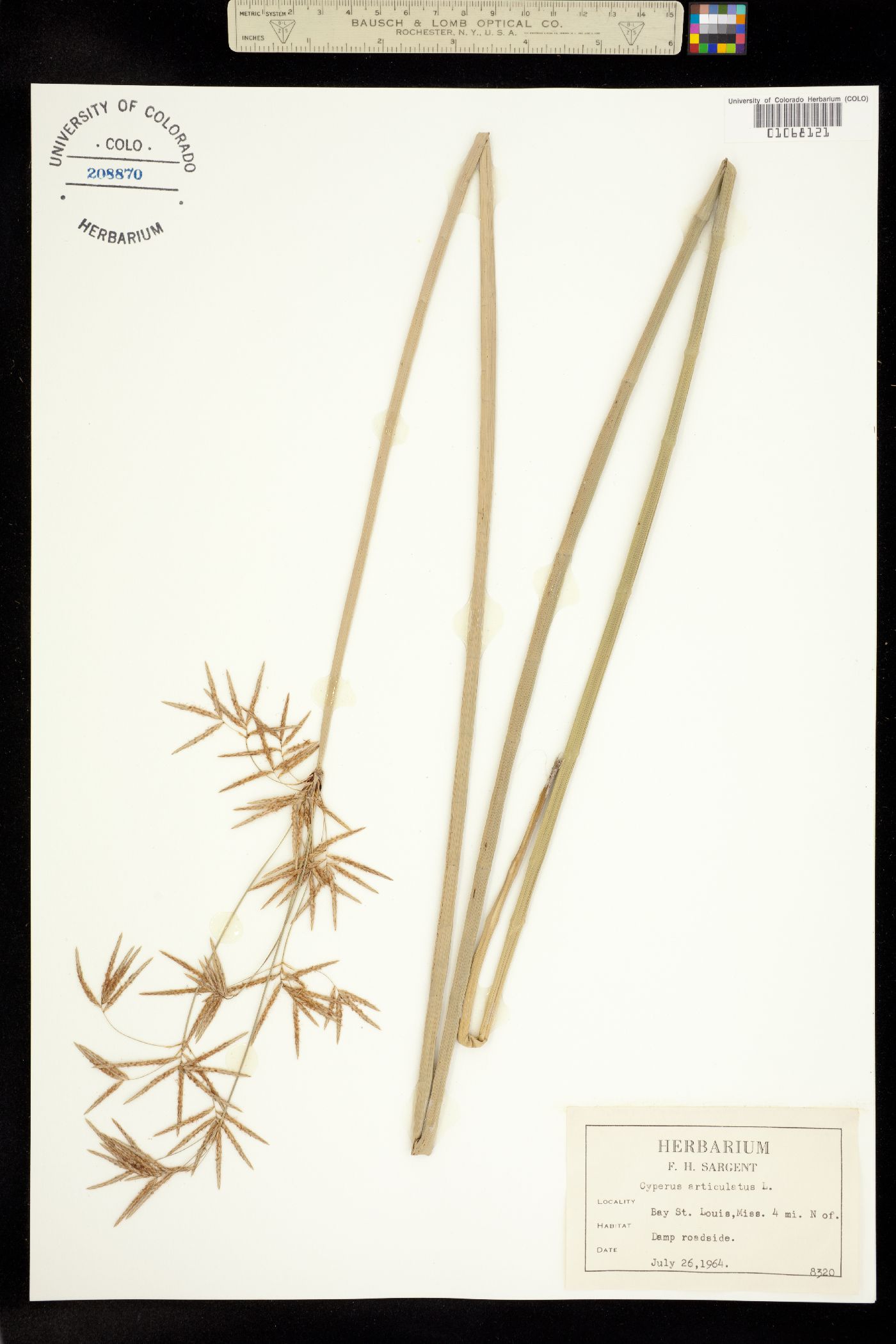 Cyperus articulatus image