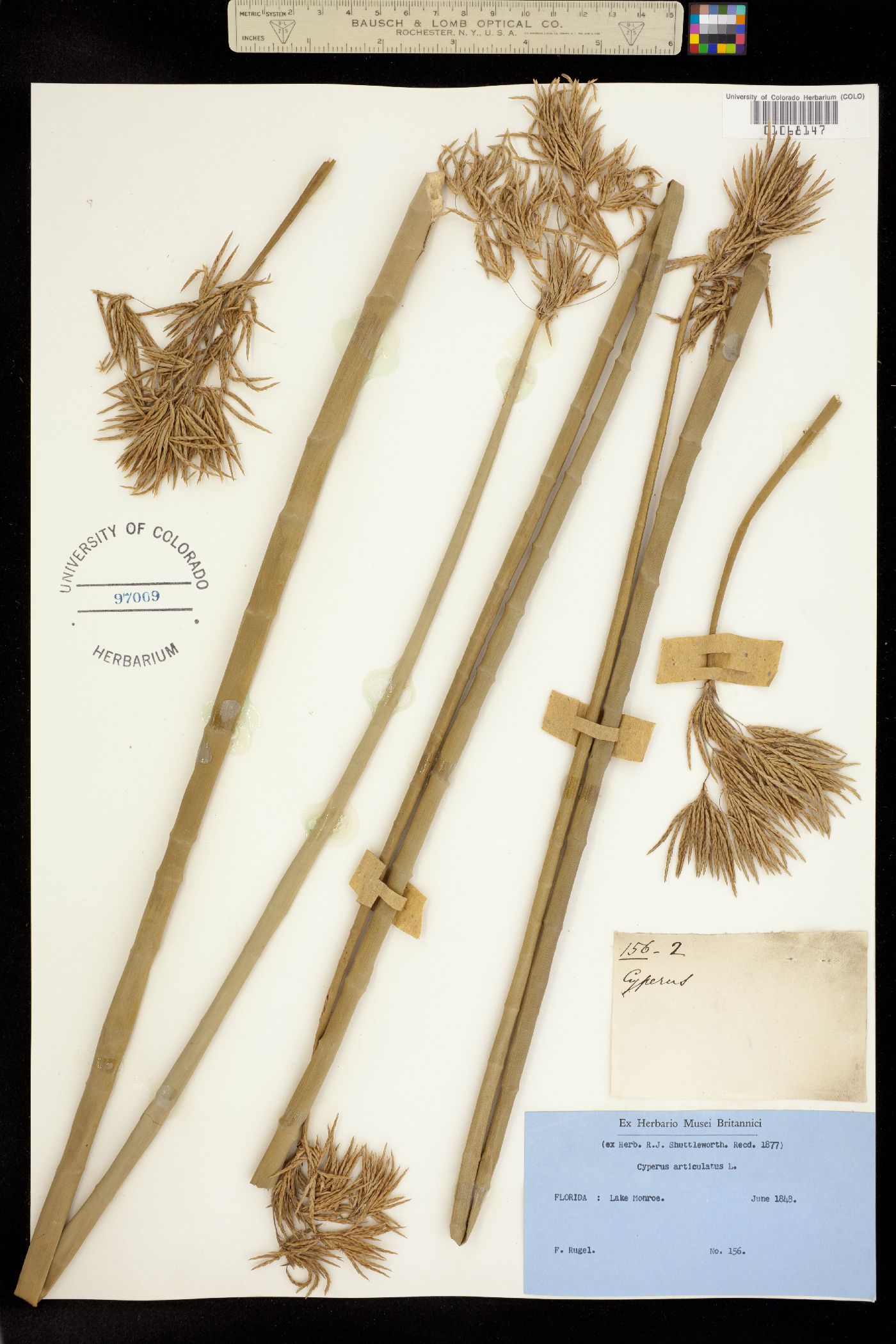 Cyperus articulatus image