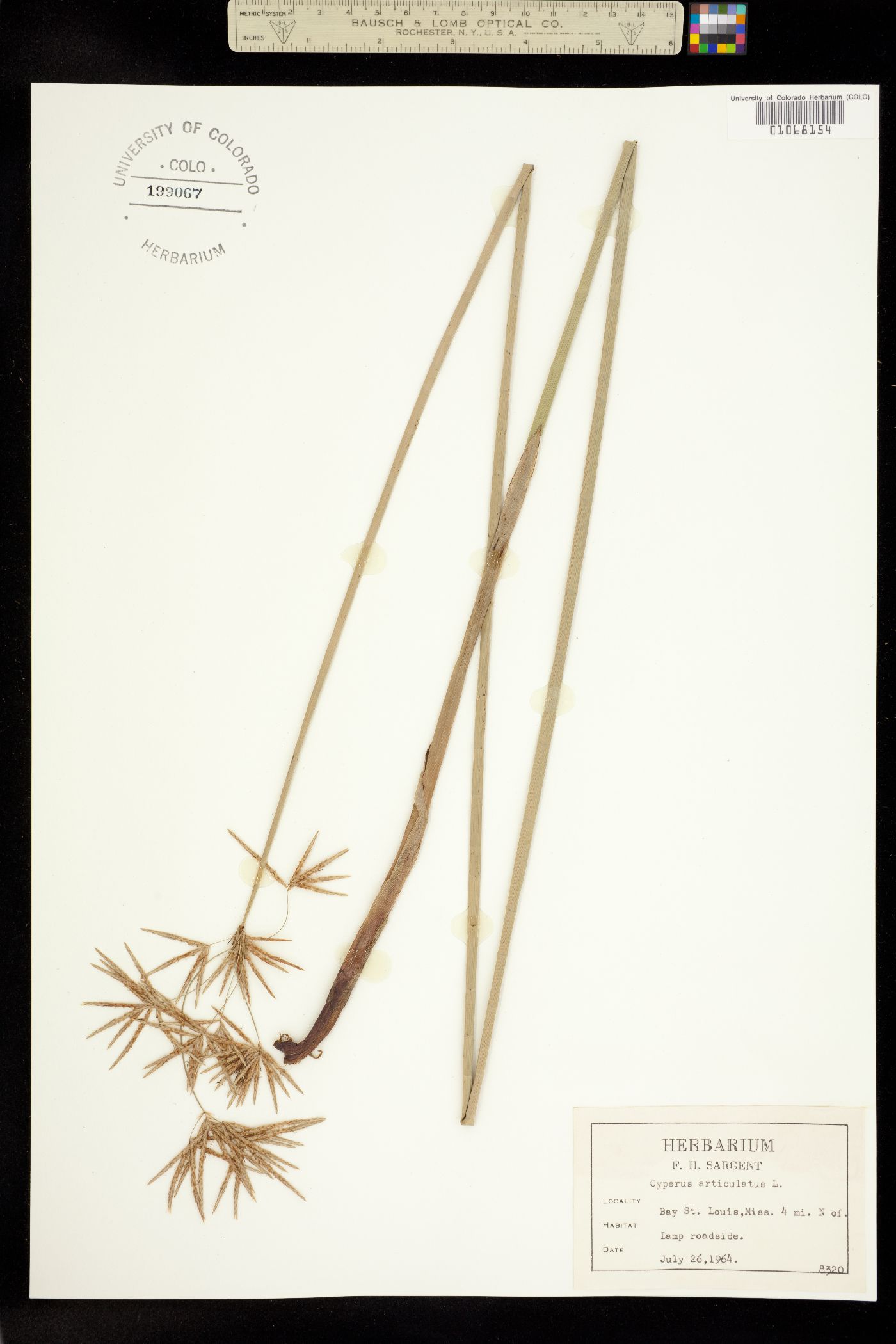 Cyperus articulatus image