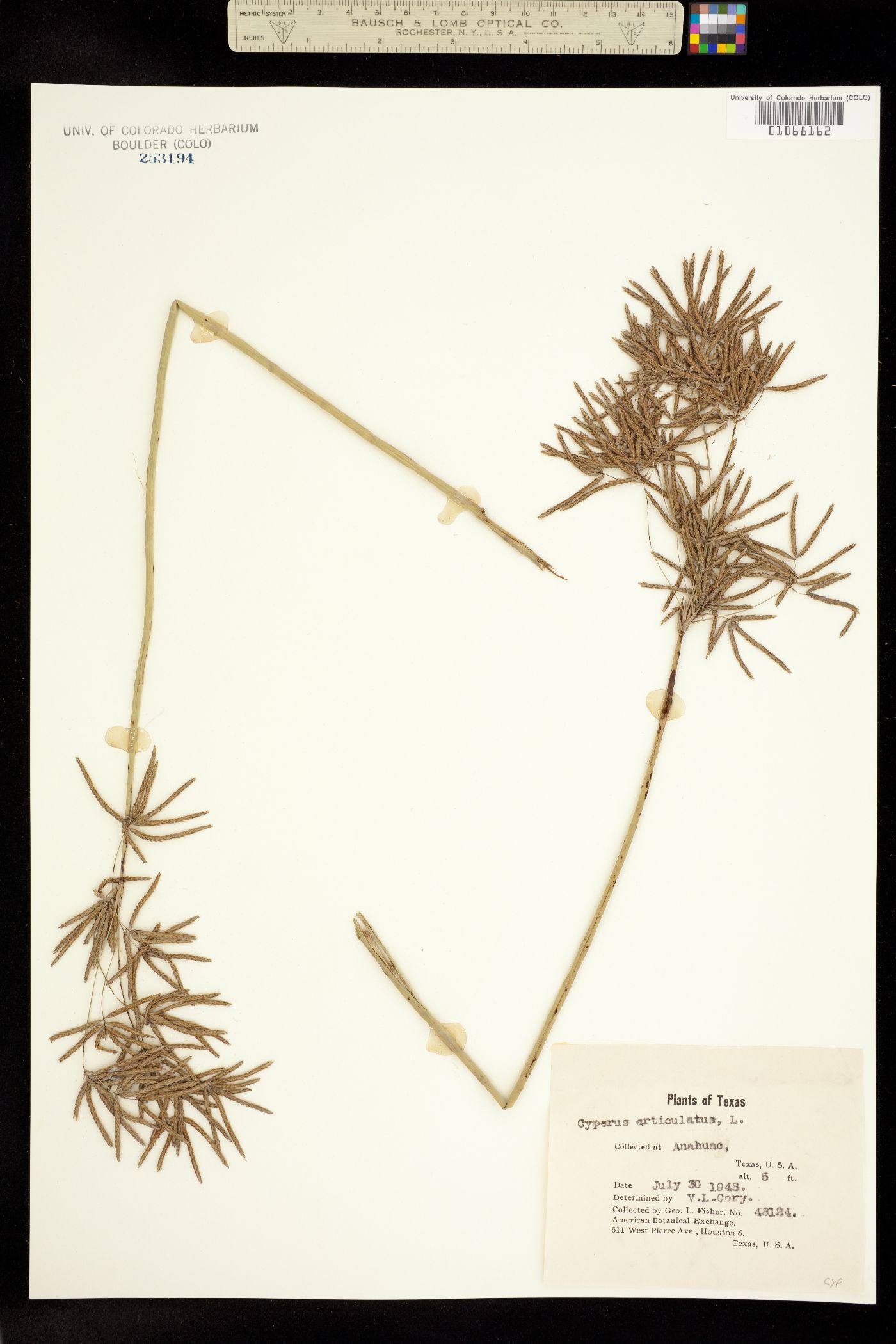 Cyperus articulatus image