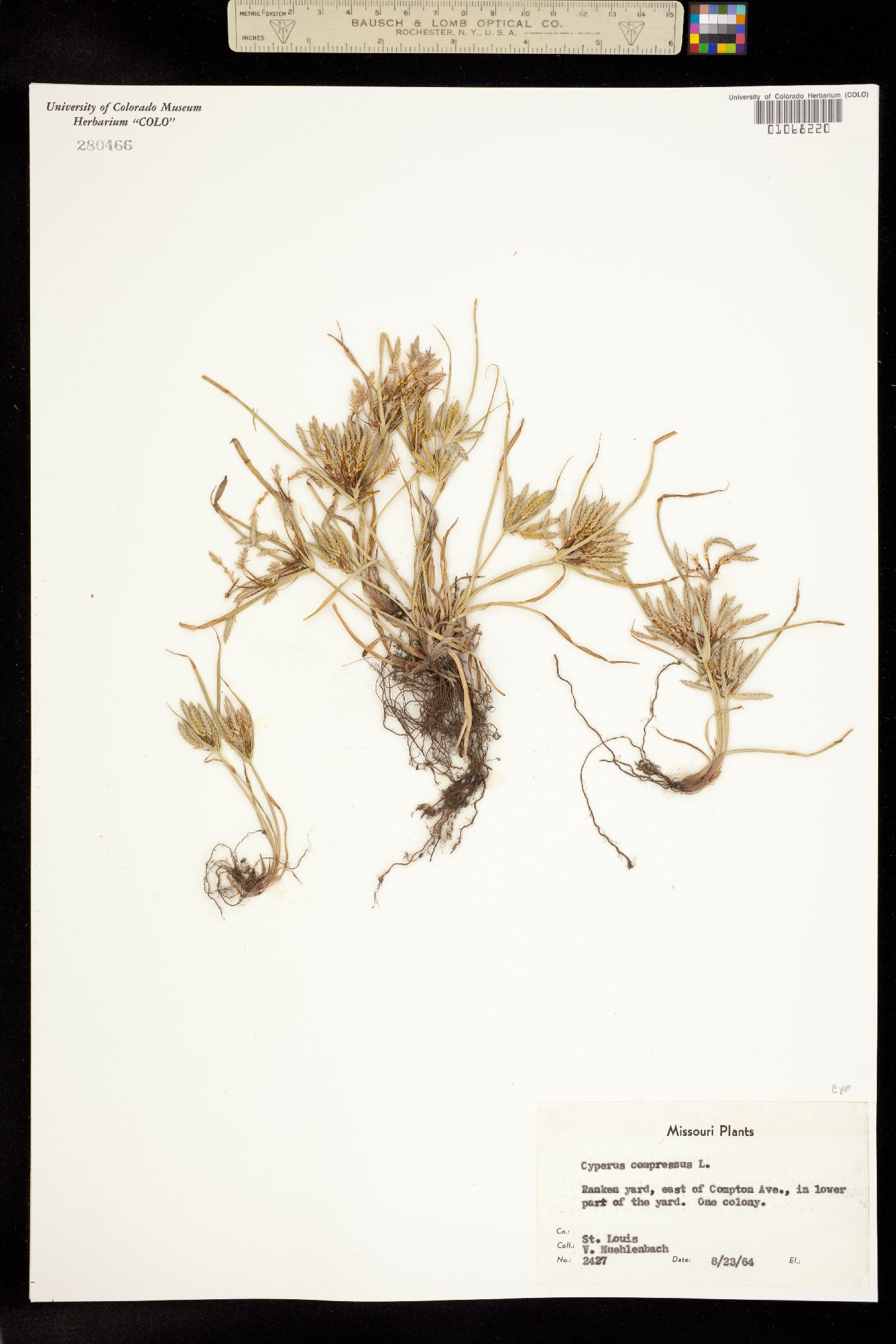 Cyperus compressus image