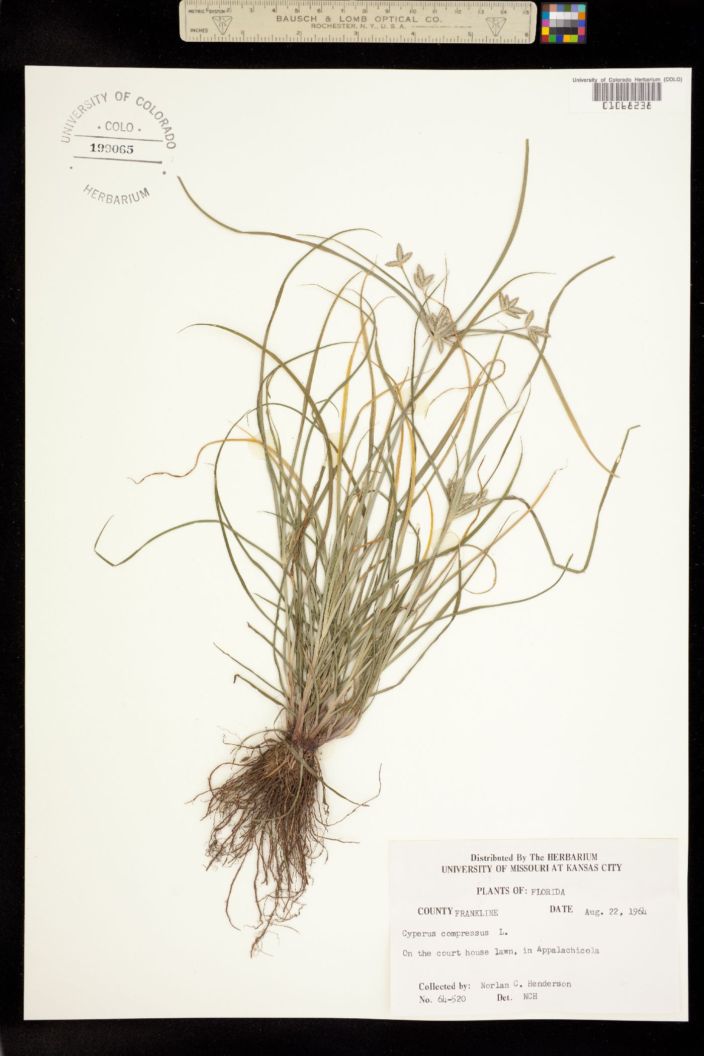 Cyperus compressus image