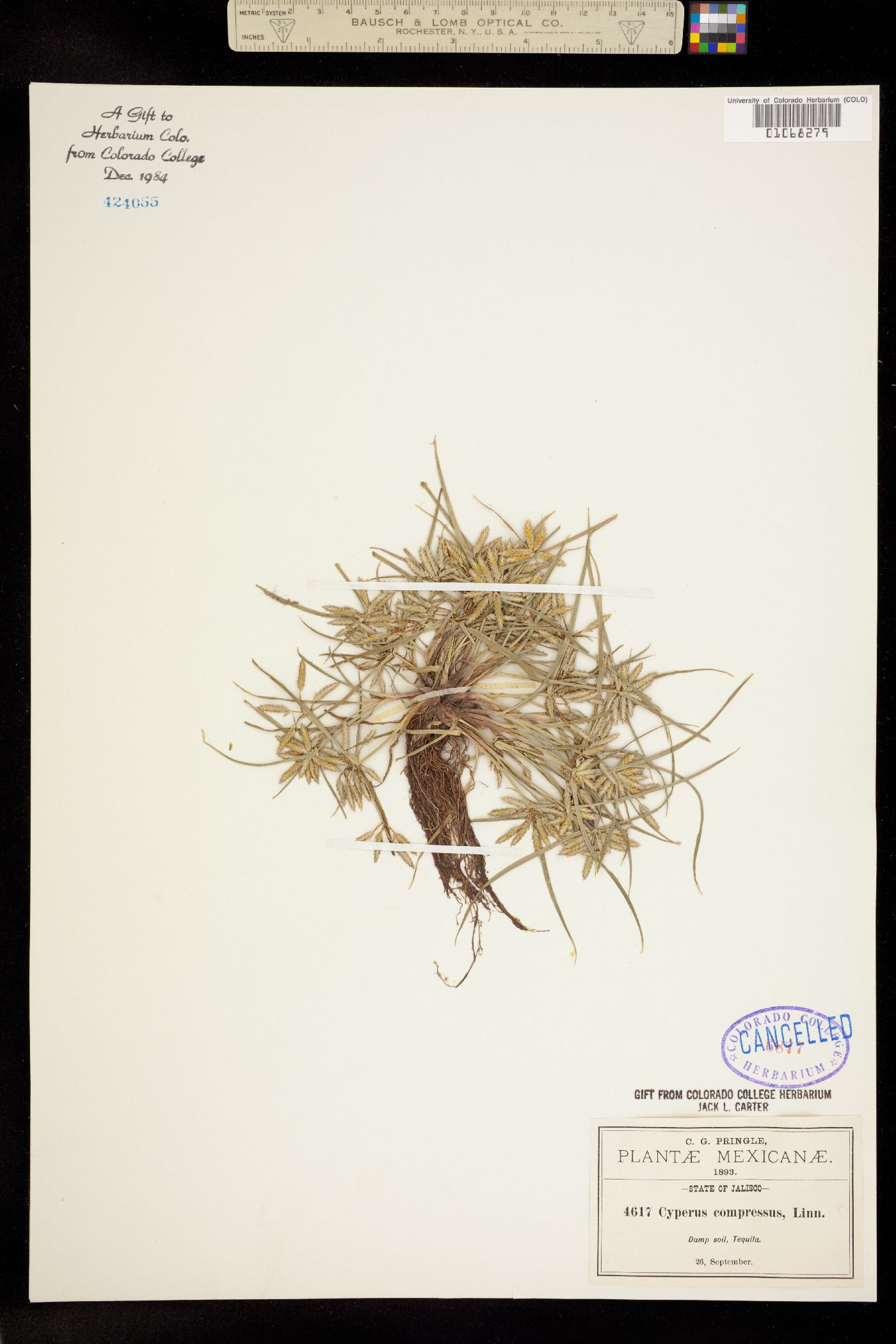 Cyperus compressus image