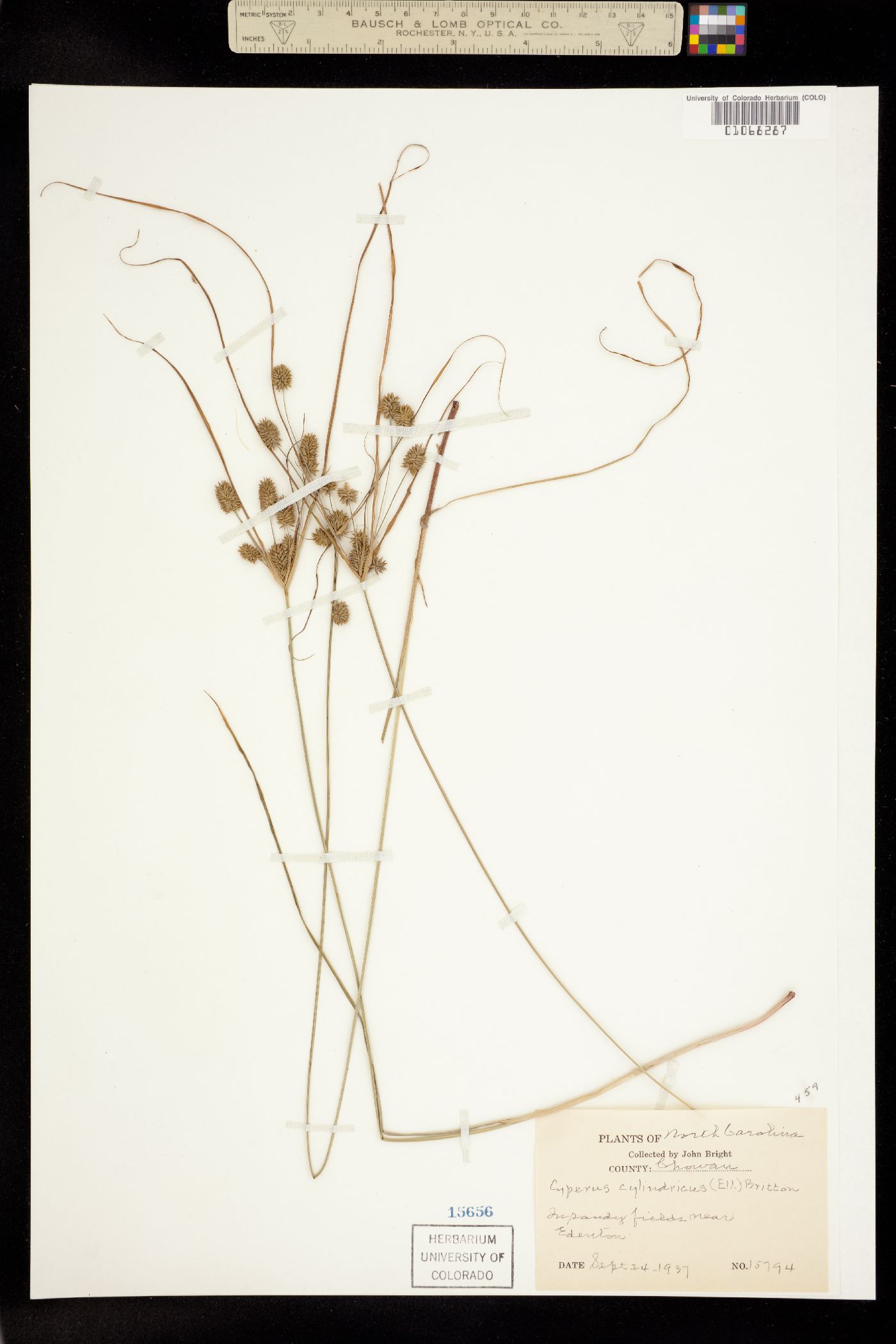 Cyperus retrorsus image