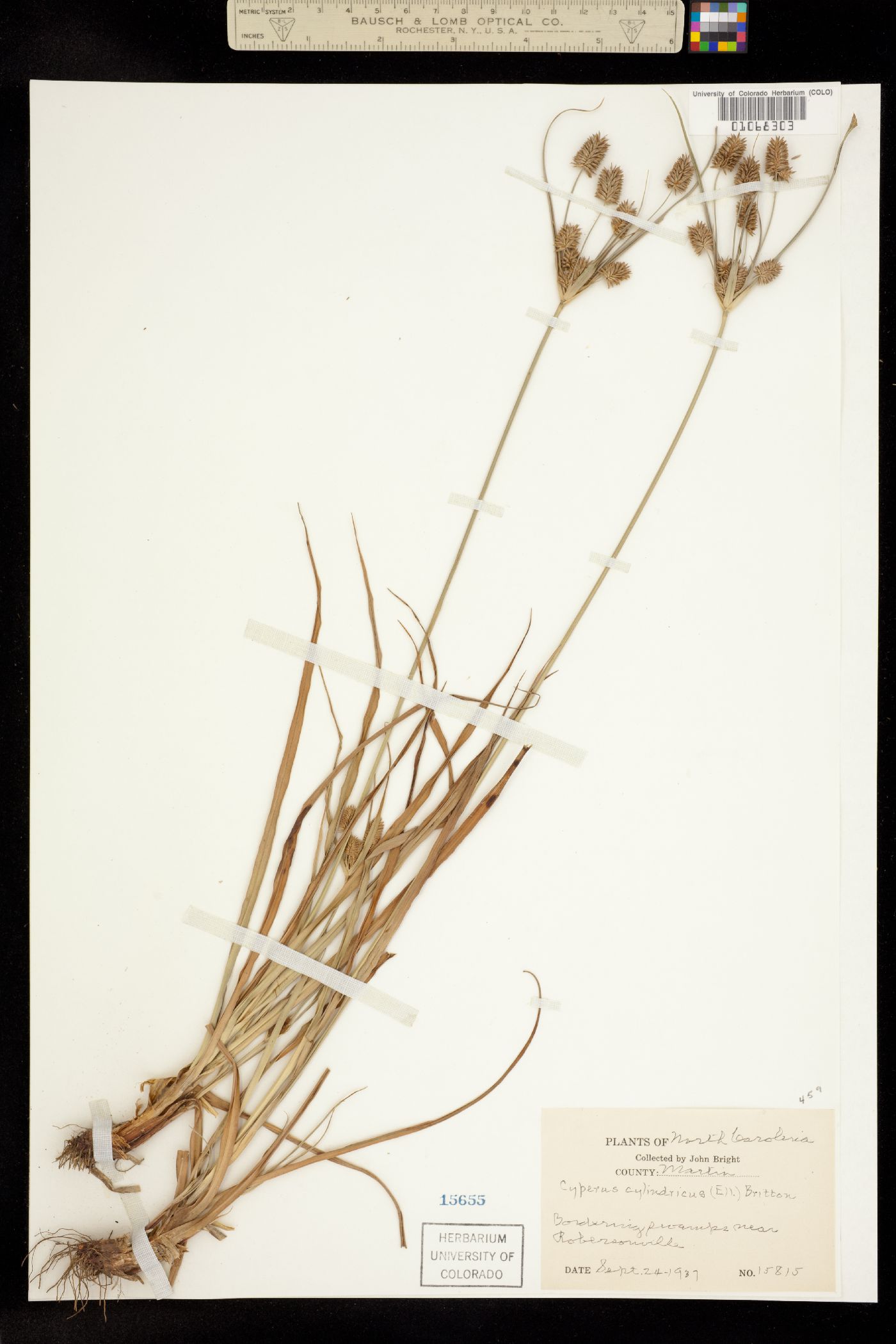 Cyperus retrorsus image