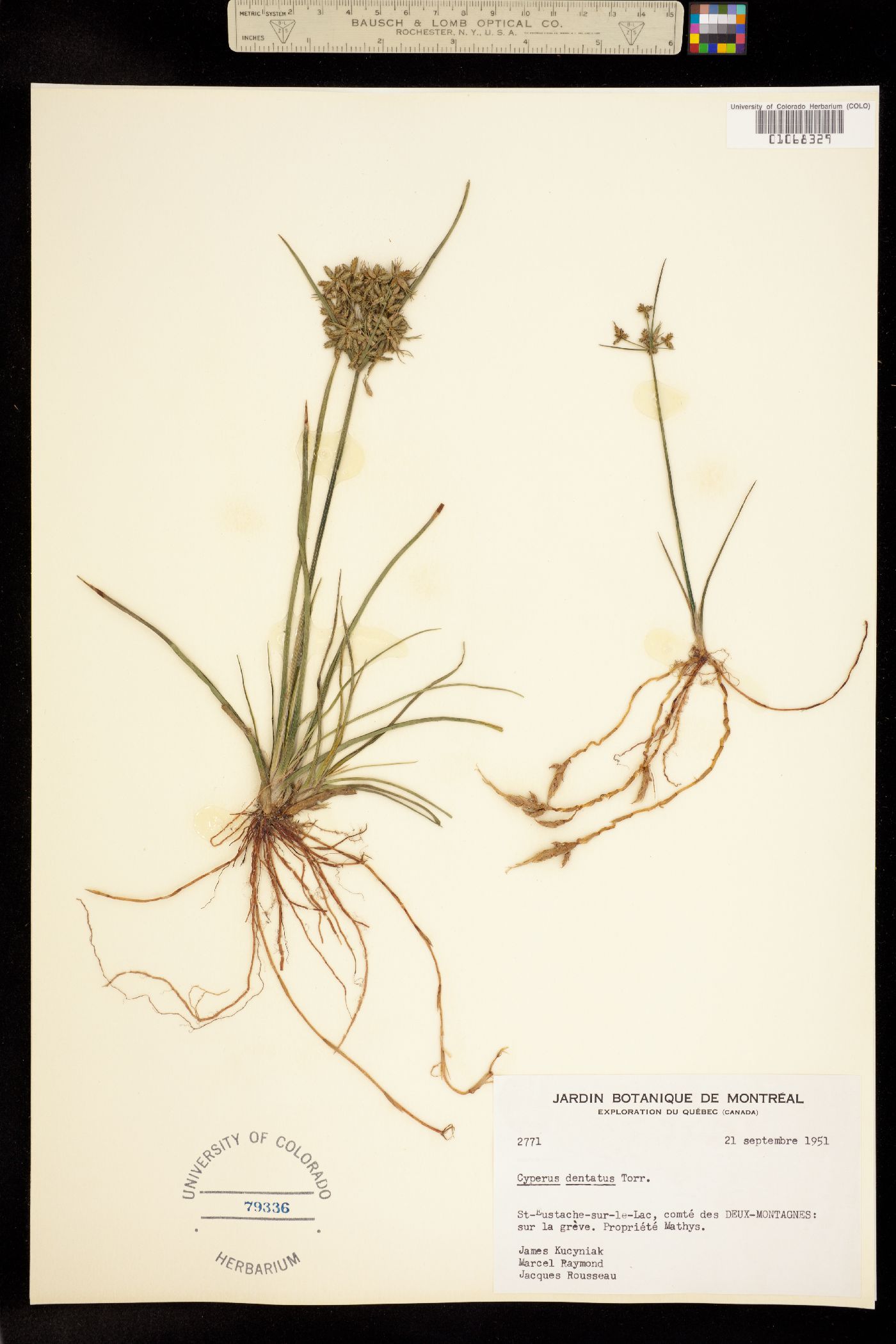 Cyperus dentatus image