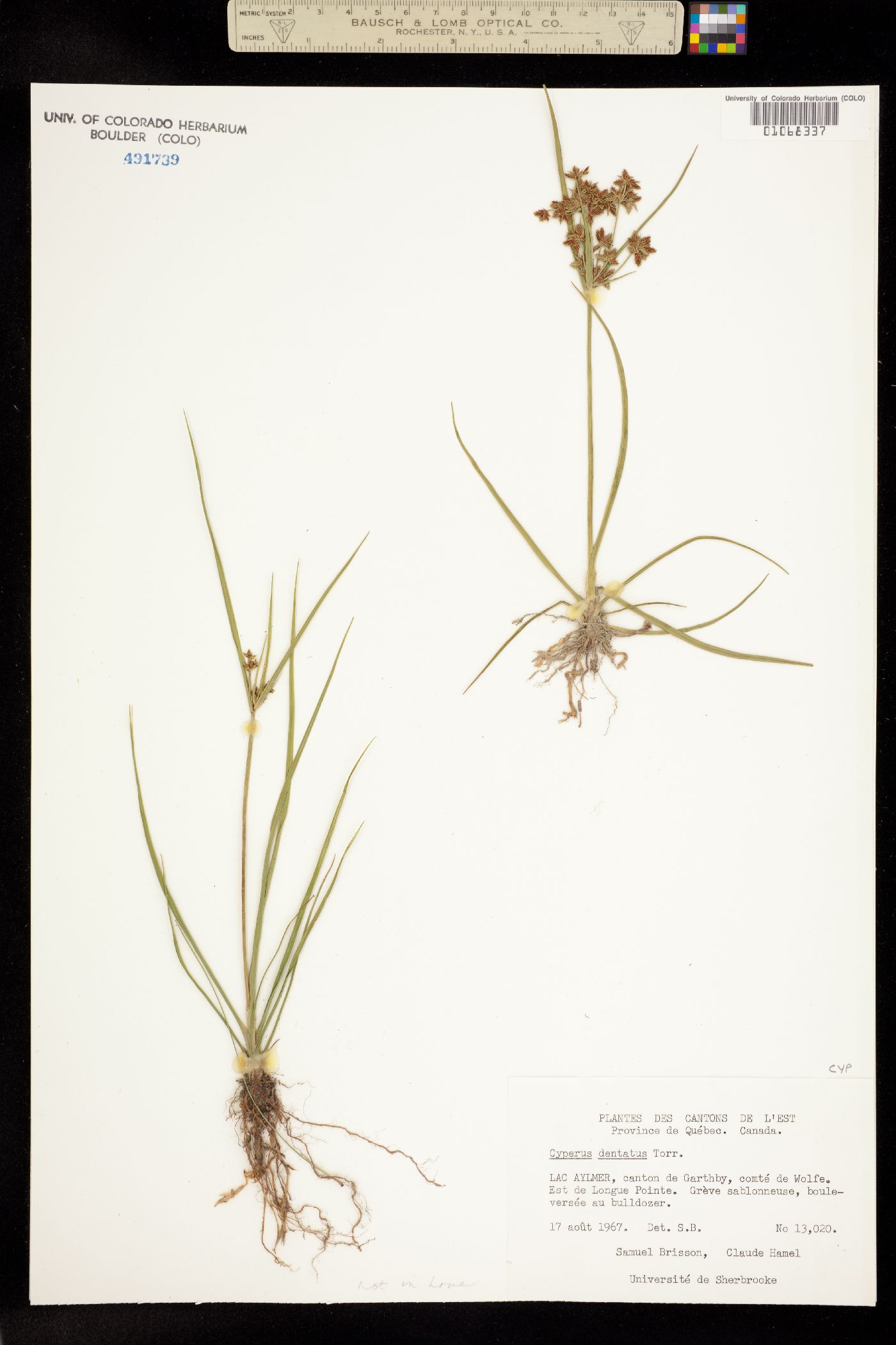 Cyperus dentatus image