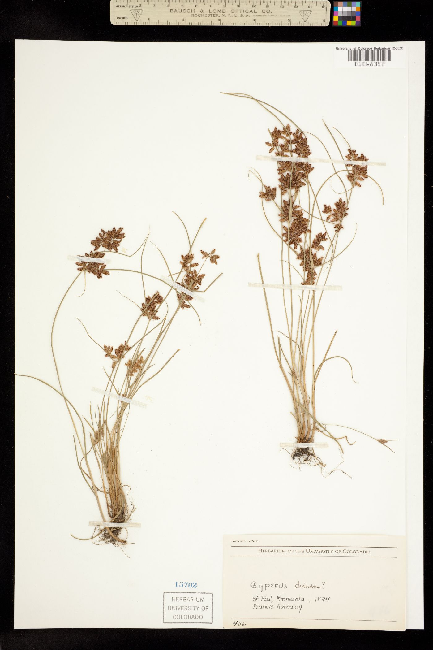 Cyperus diandrus image