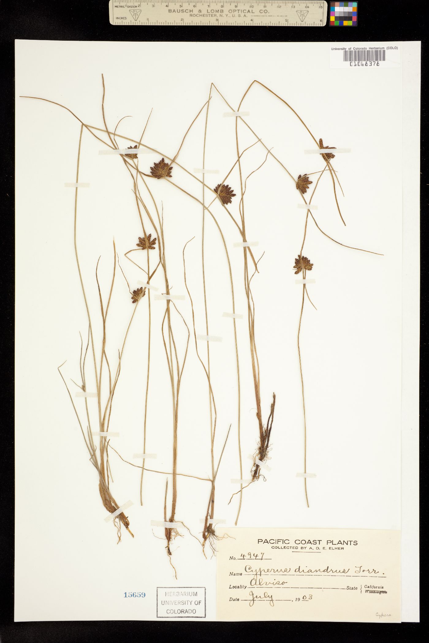 Cyperus diandrus image