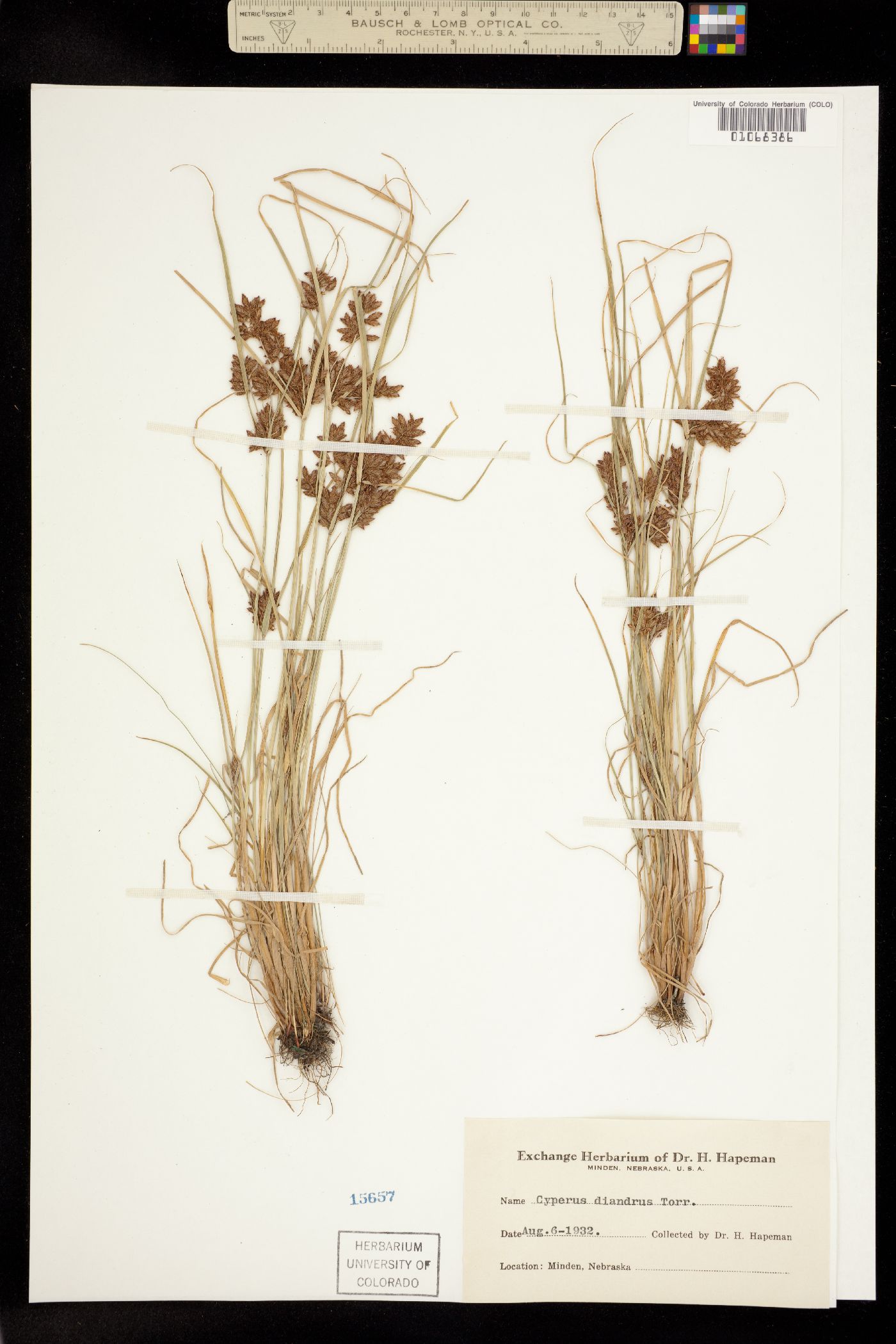 Cyperus diandrus image