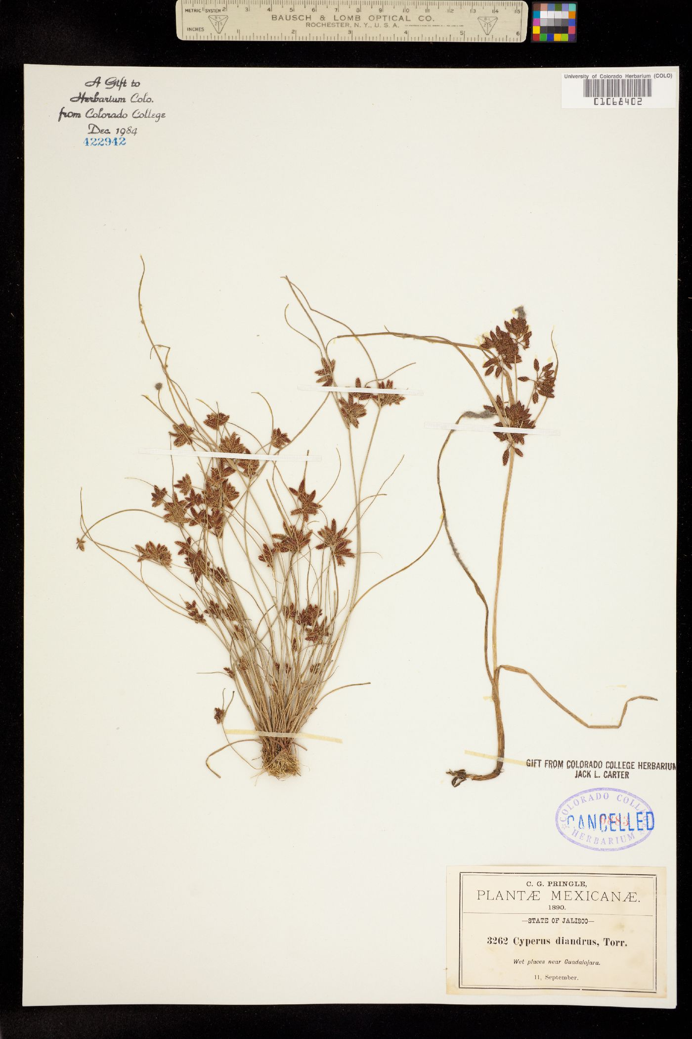 Cyperus diandrus image