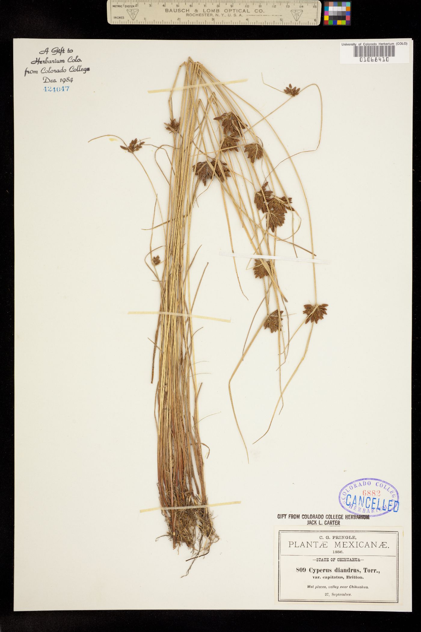 Cyperus diandrus image