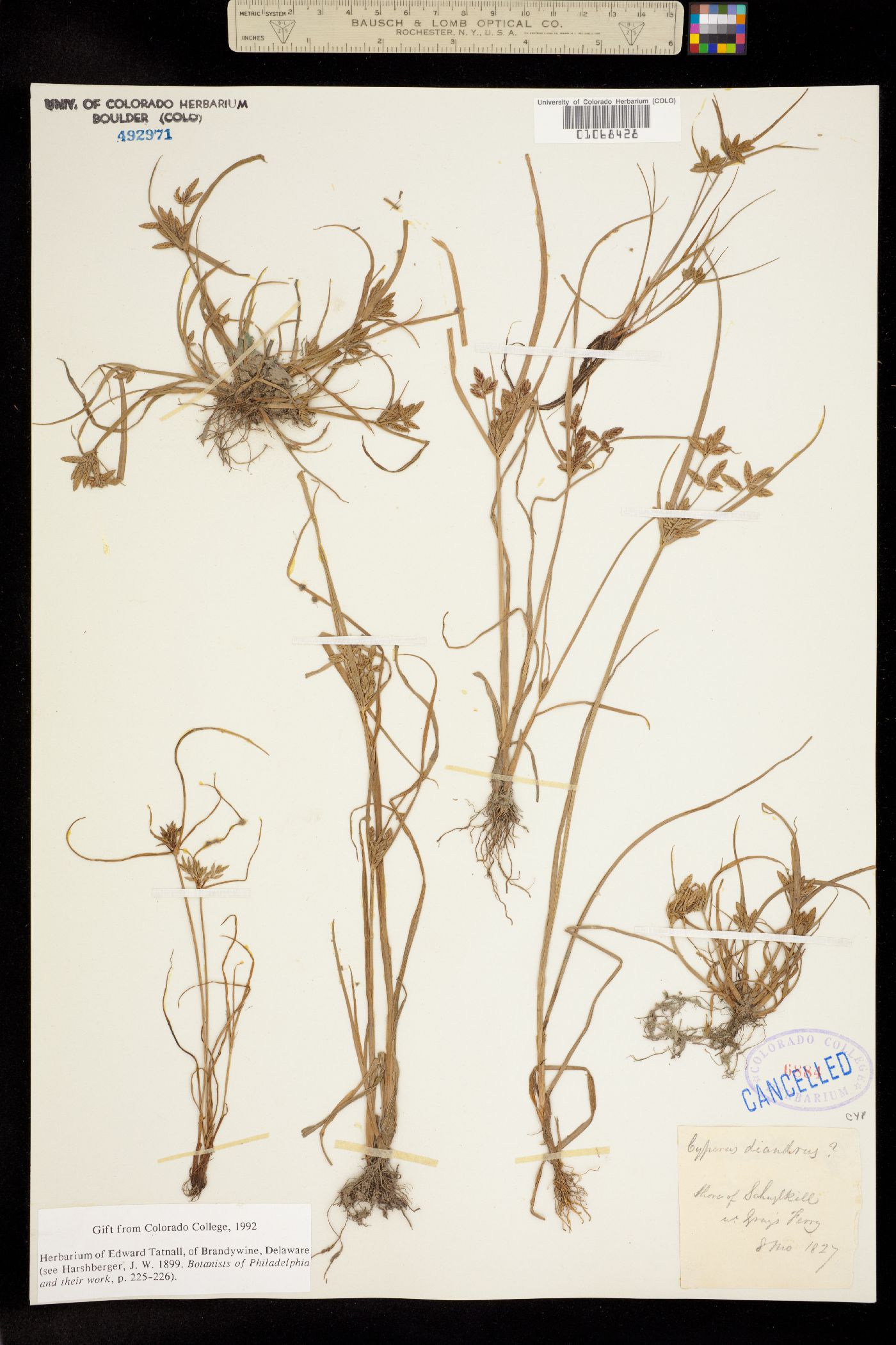 Cyperus diandrus image