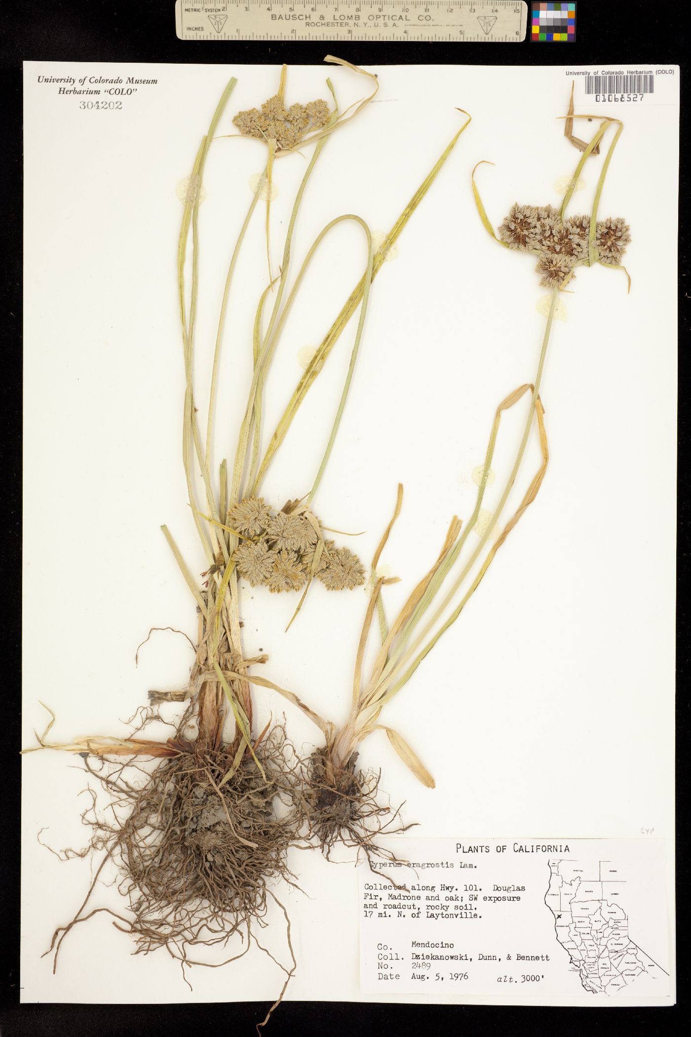 Cyperus eragrostis image