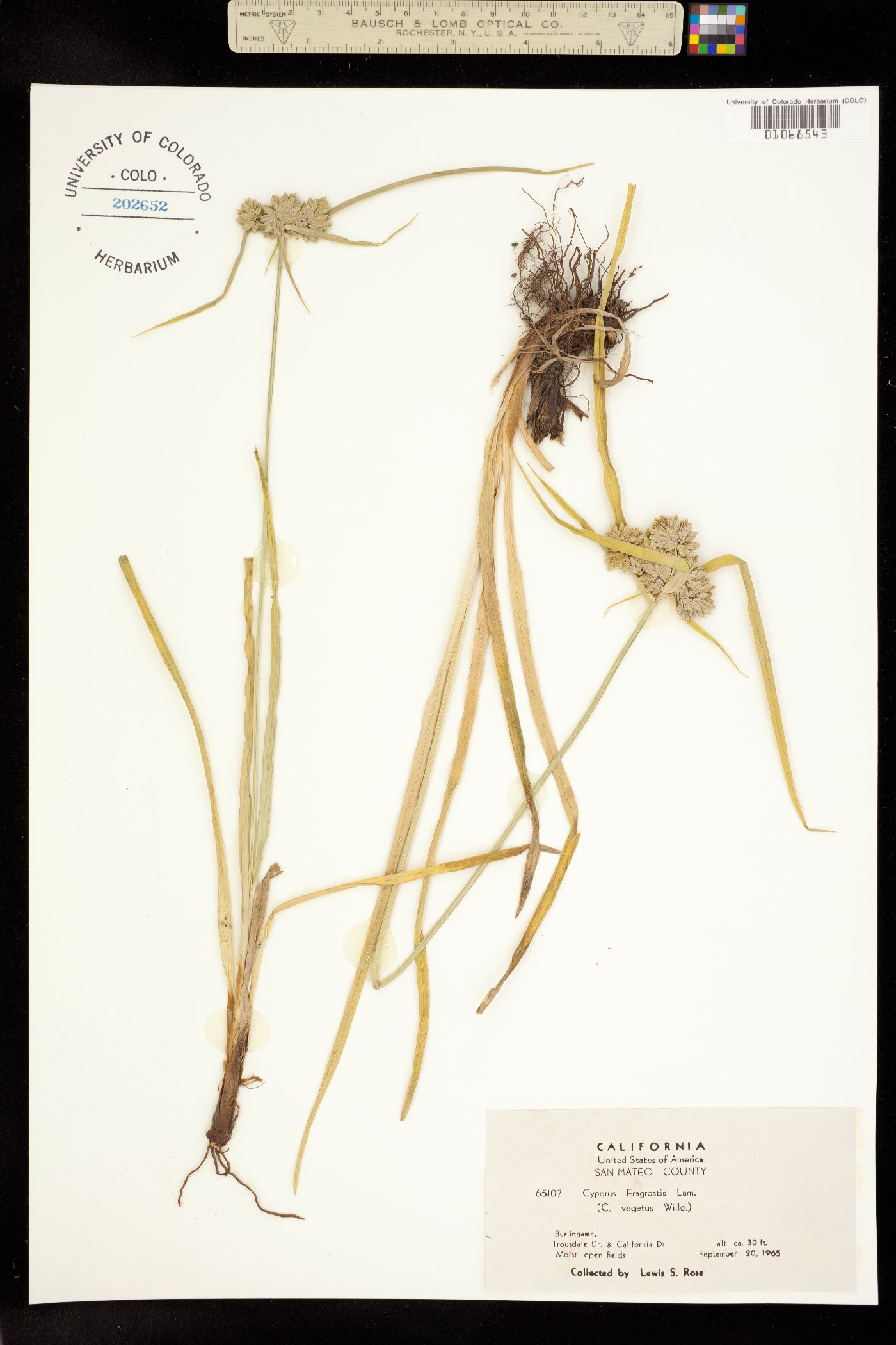 Cyperus eragrostis image