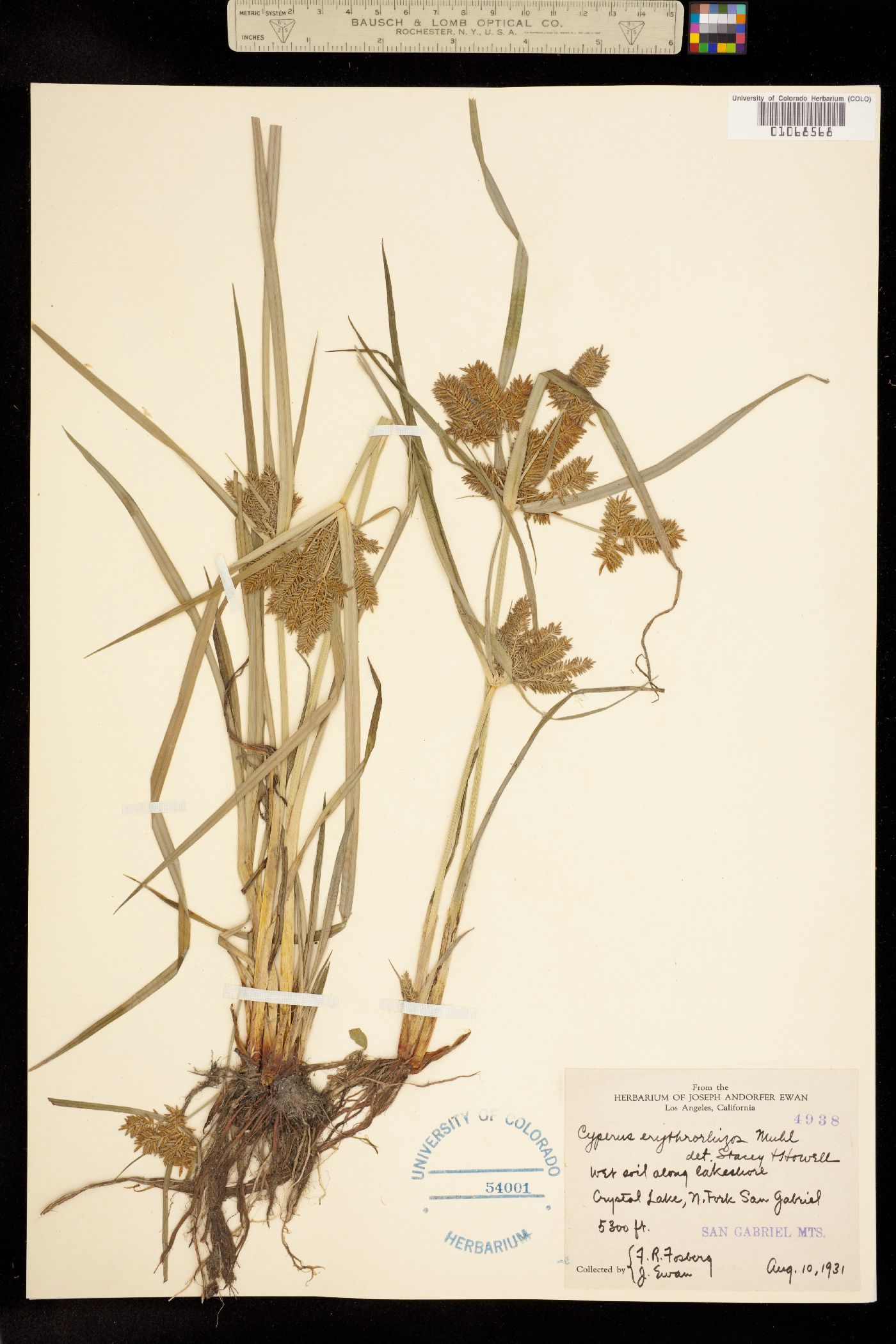 Cyperus erythrorhizos image