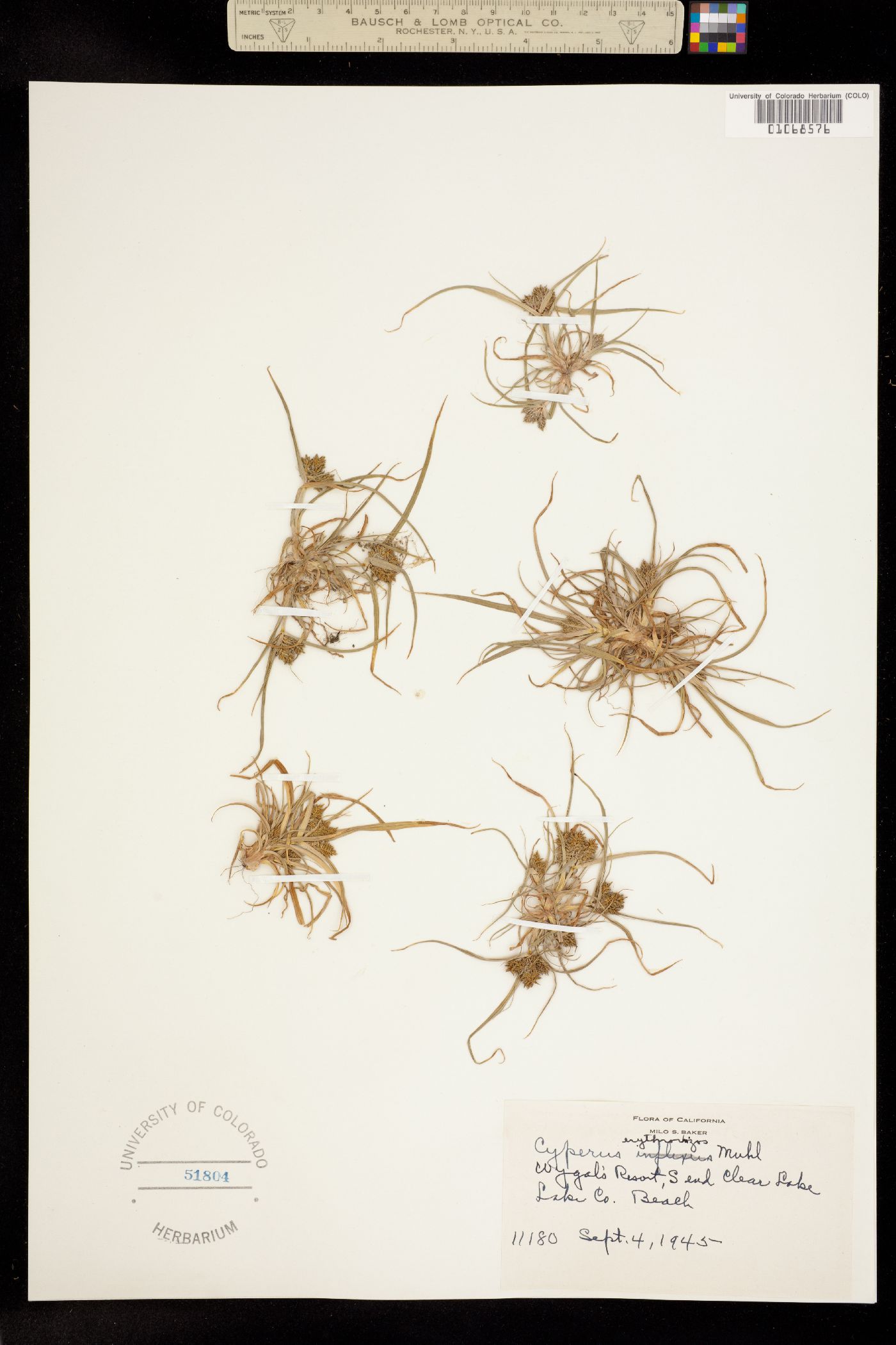 Cyperus erythrorhizos image