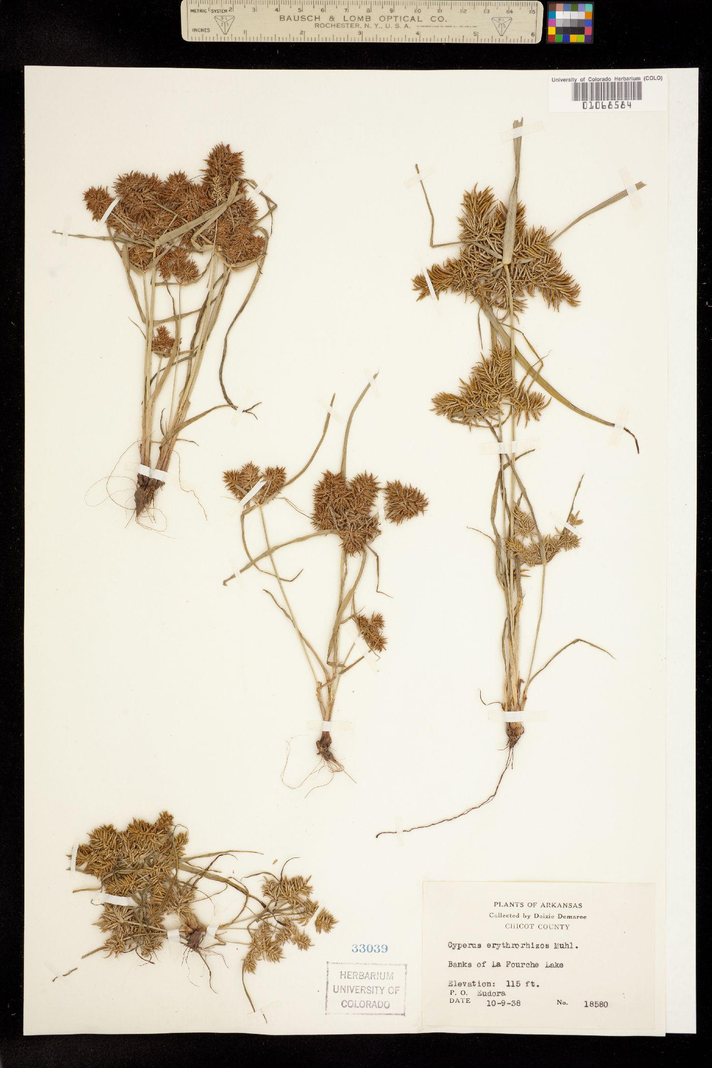 Cyperus erythrorhizos image