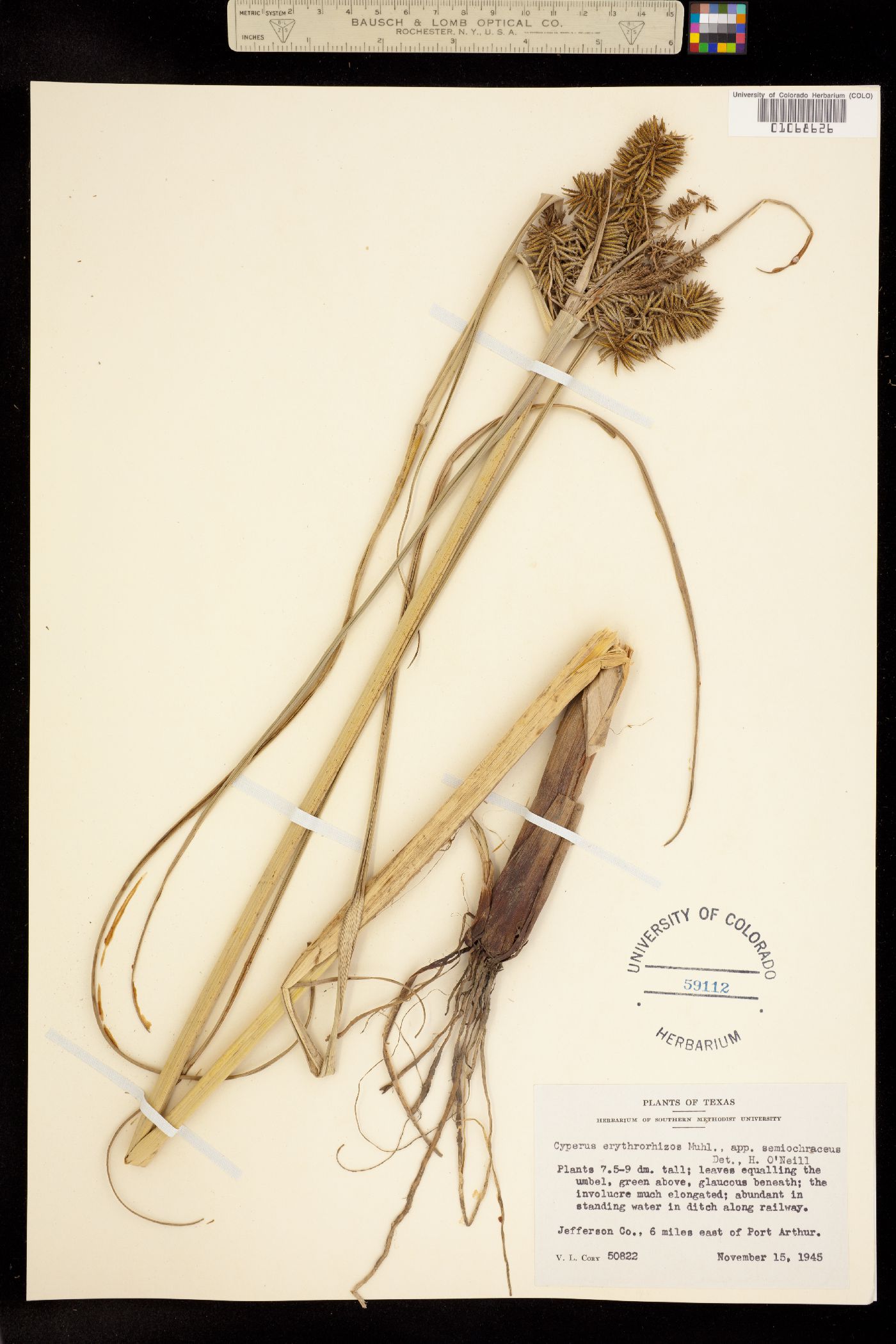 Cyperus erythrorhizos image