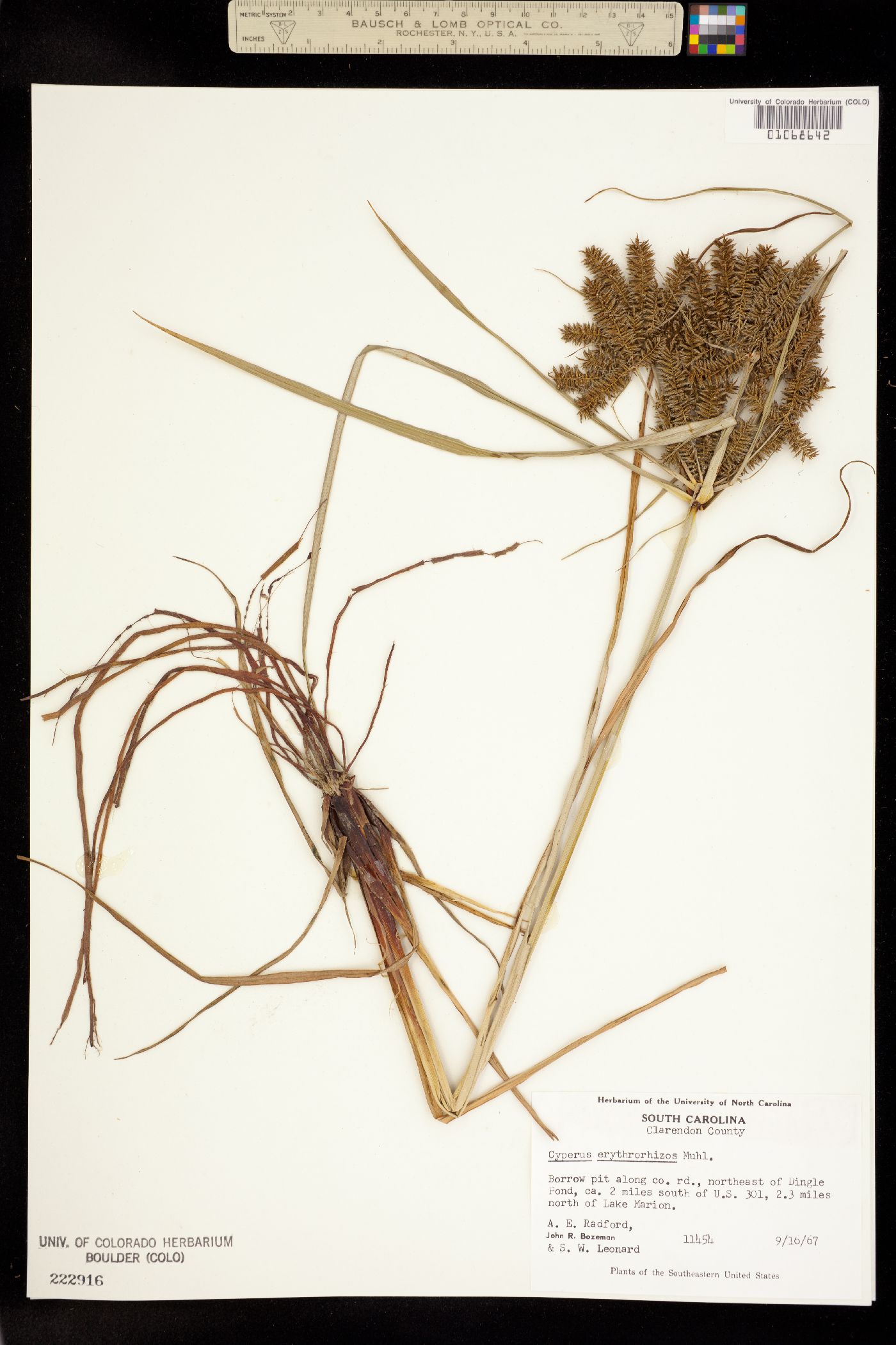 Cyperus erythrorhizos image