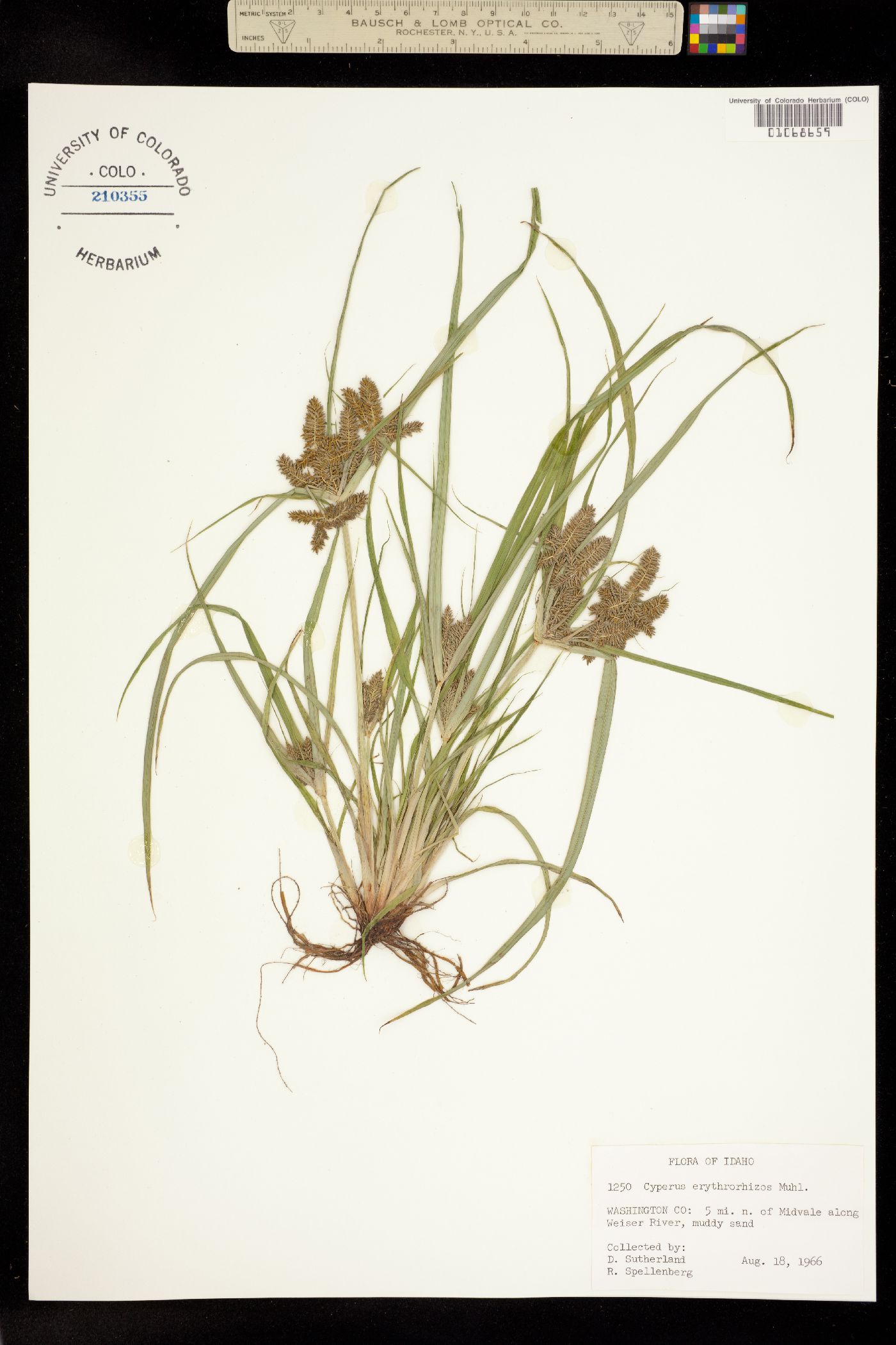Cyperus image
