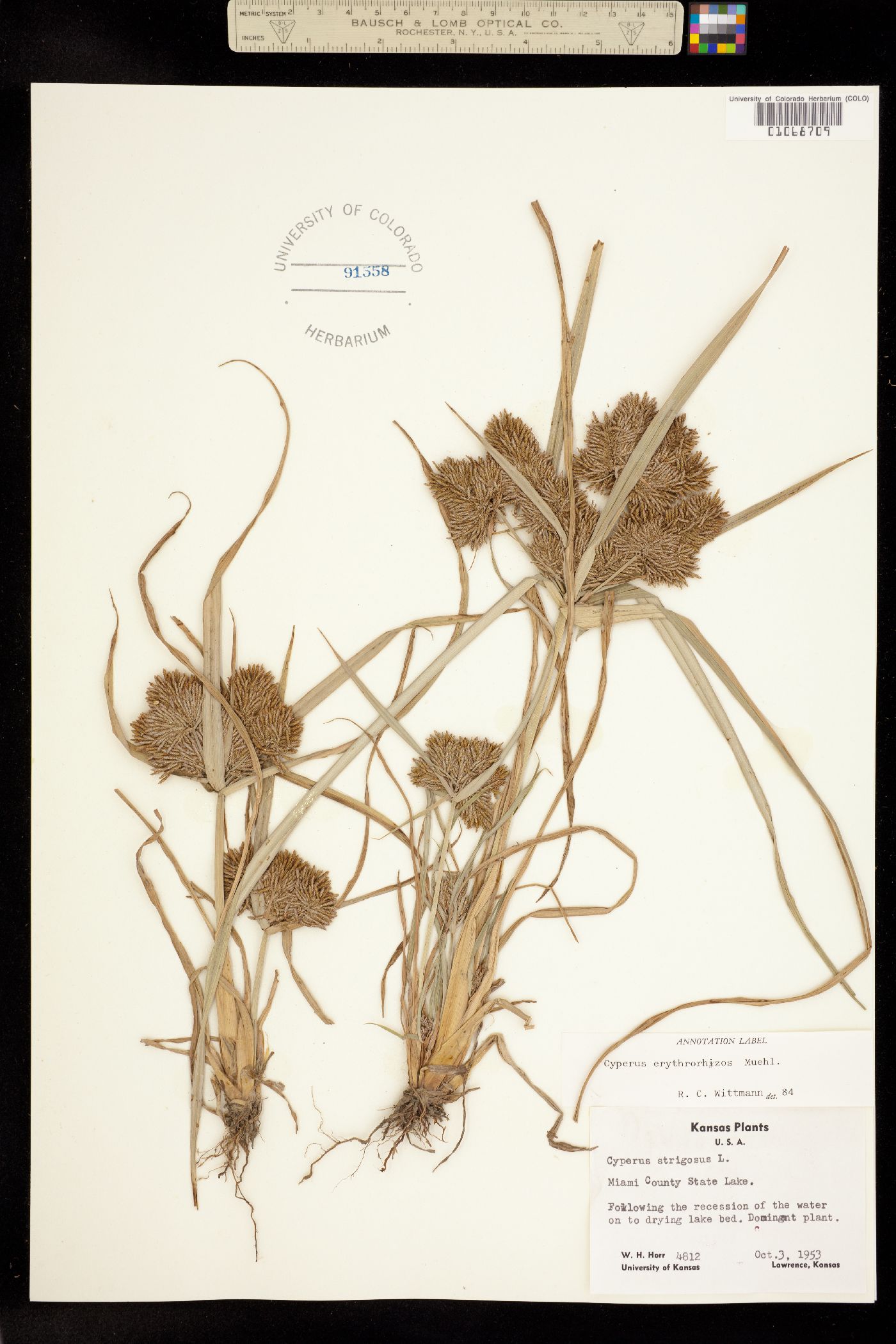 Cyperus erythrorhizos image
