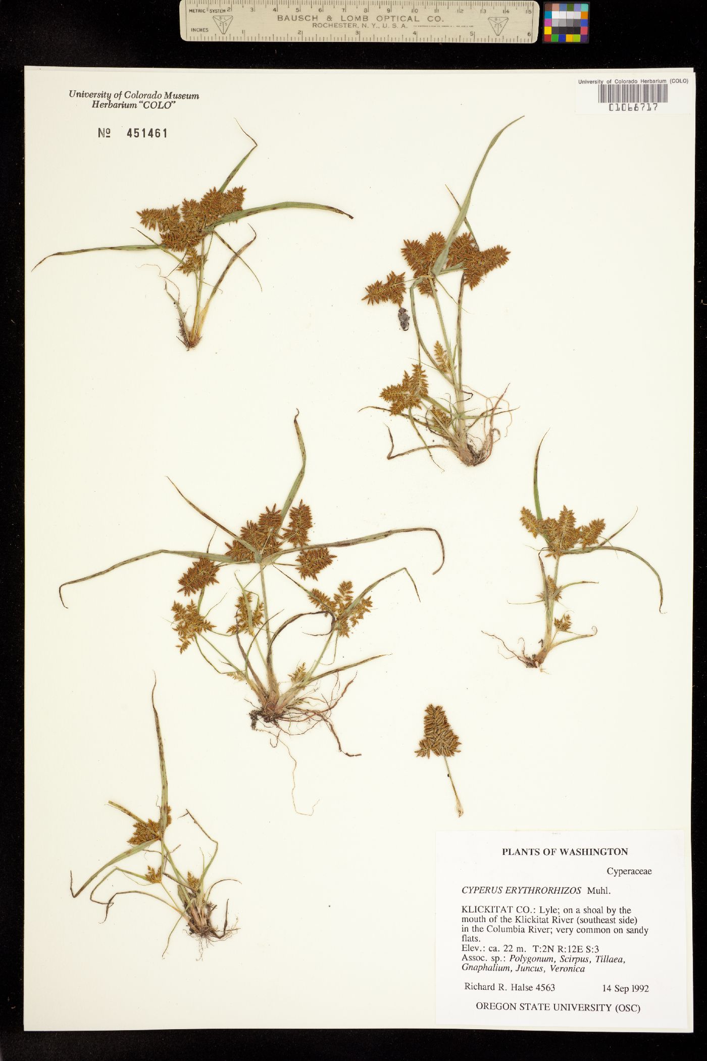 Cyperus erythrorhizos image