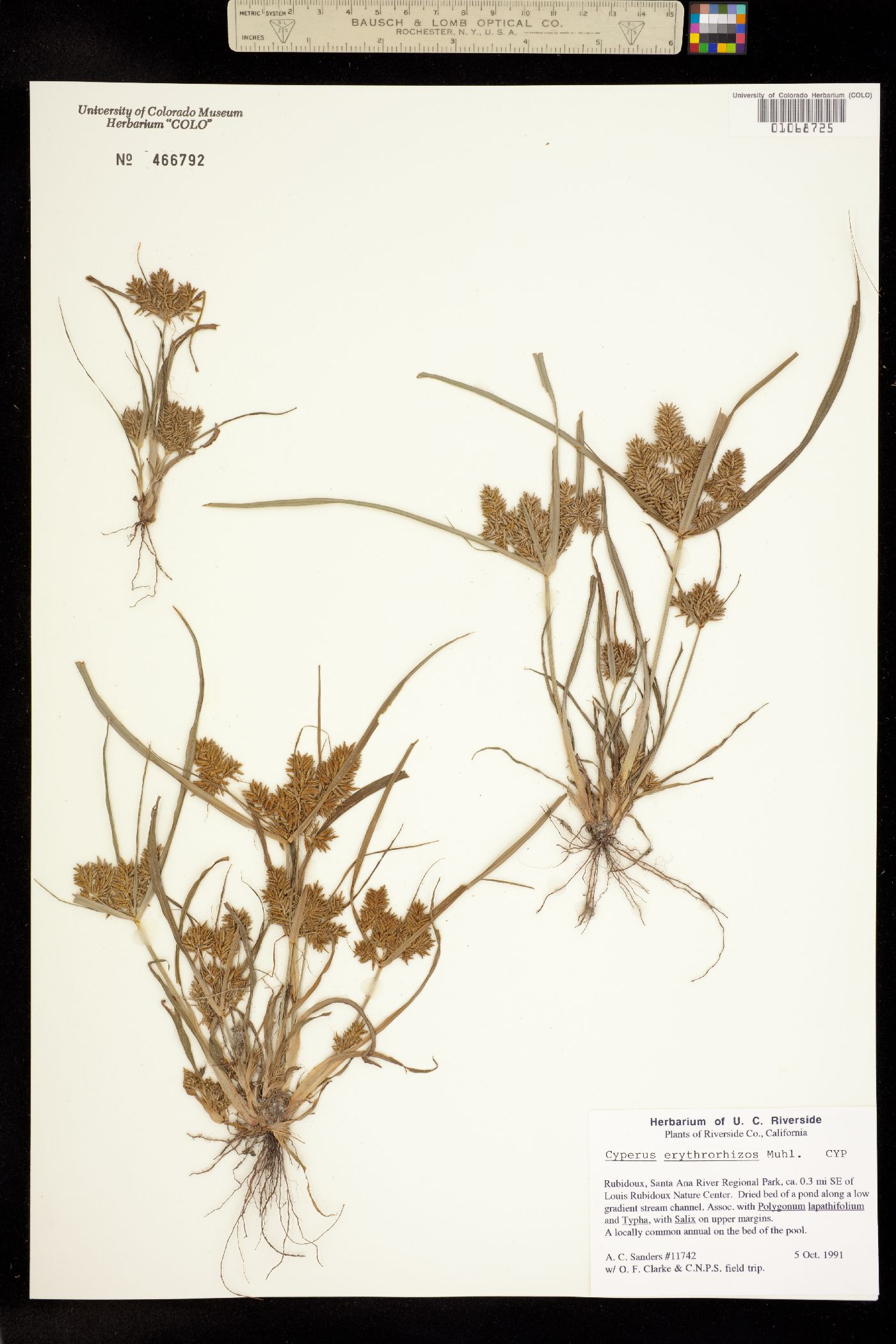 Cyperus erythrorhizos image