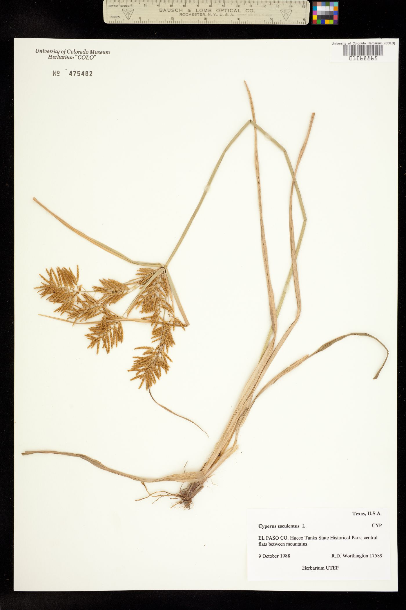 Cyperus esculentus image