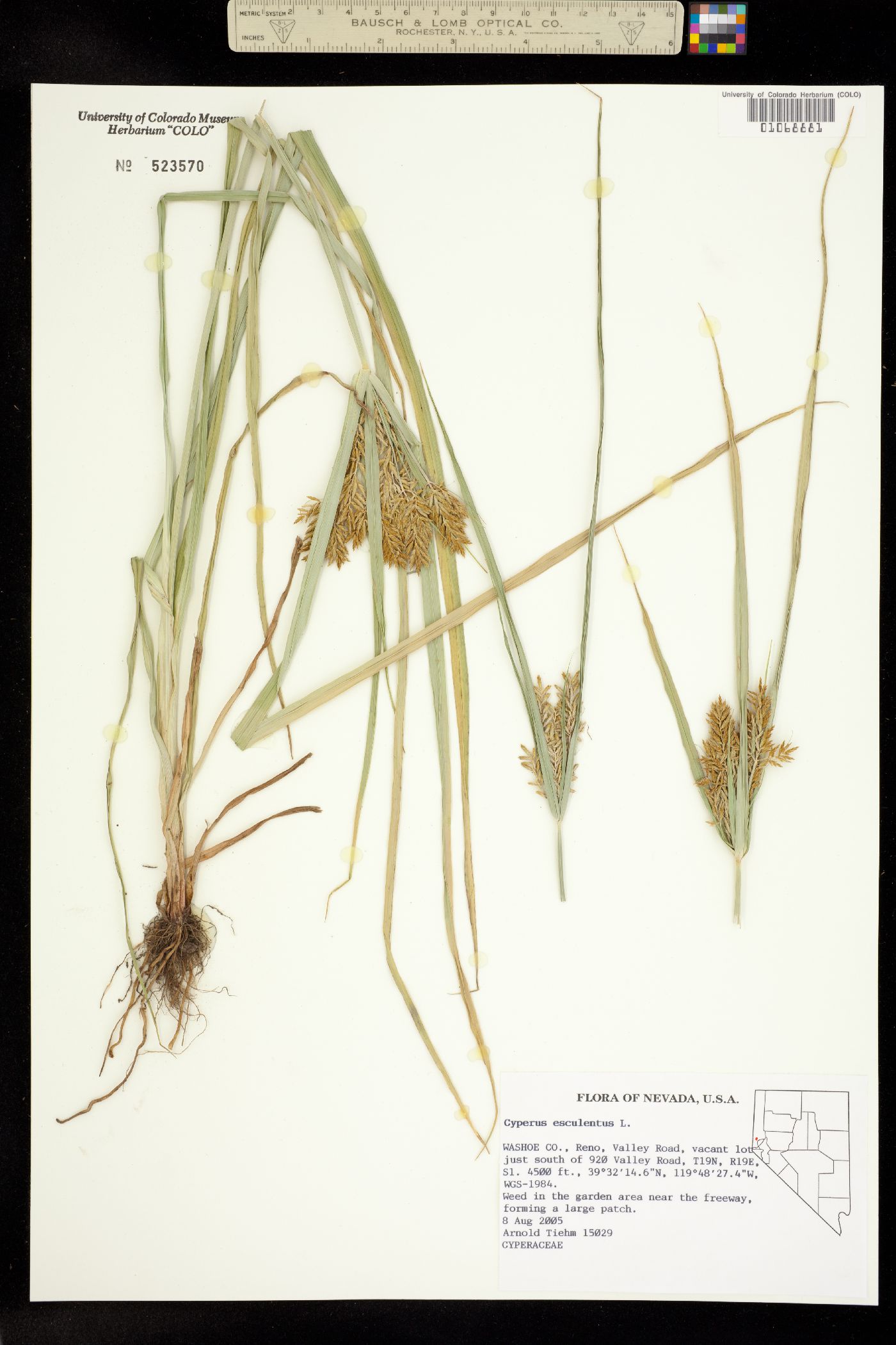 Cyperus image