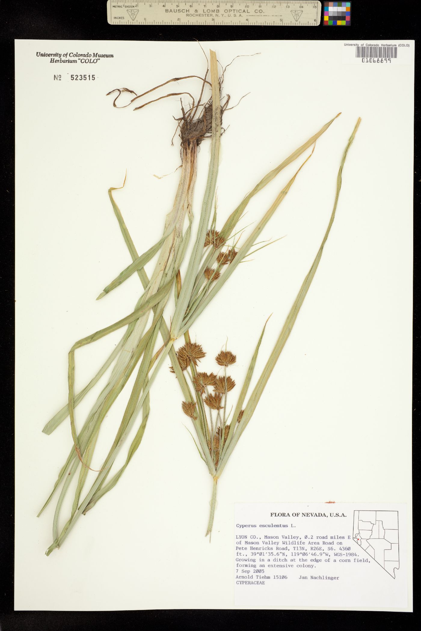 Cyperus esculentus image
