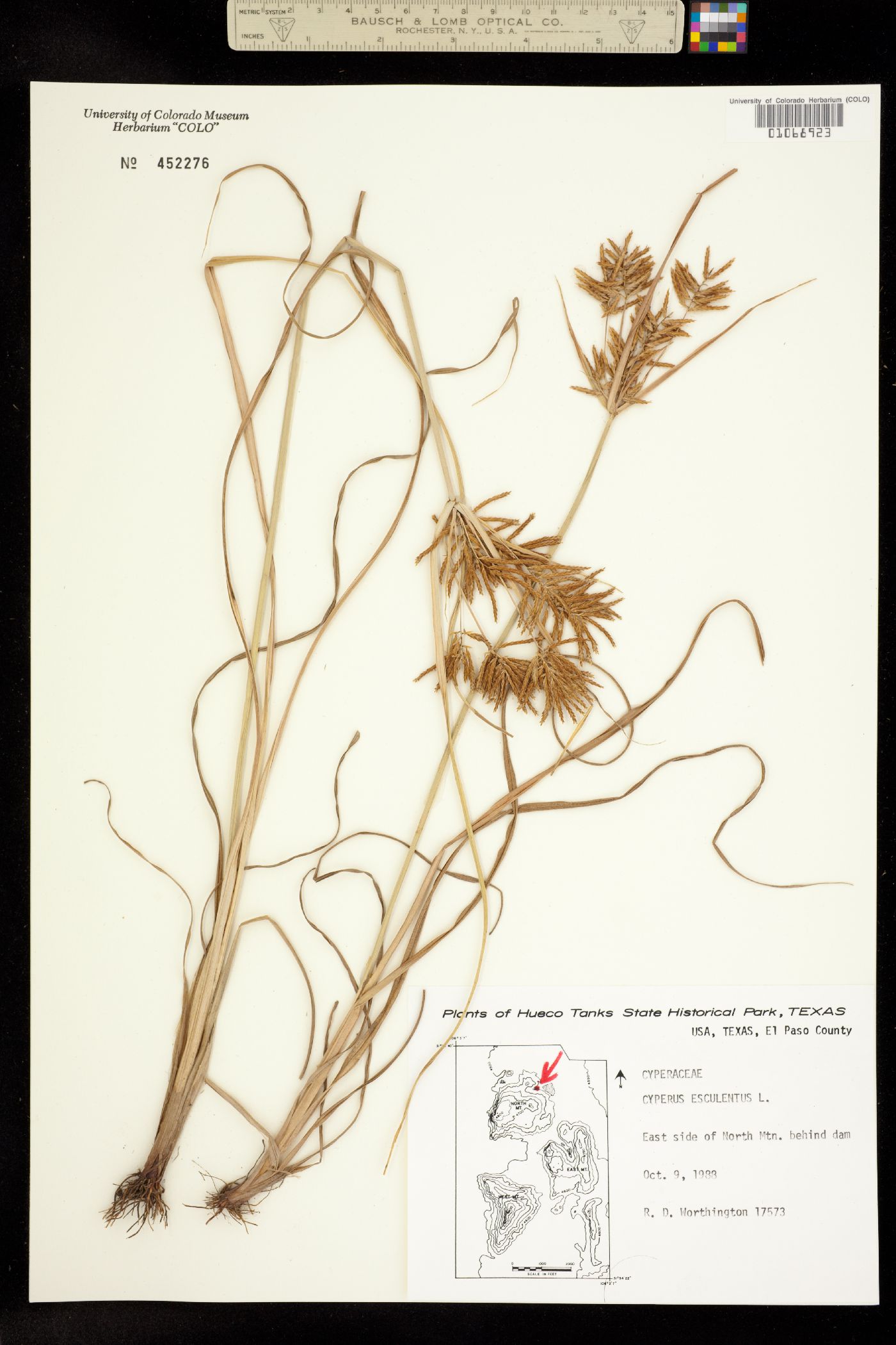 Cyperus esculentus image