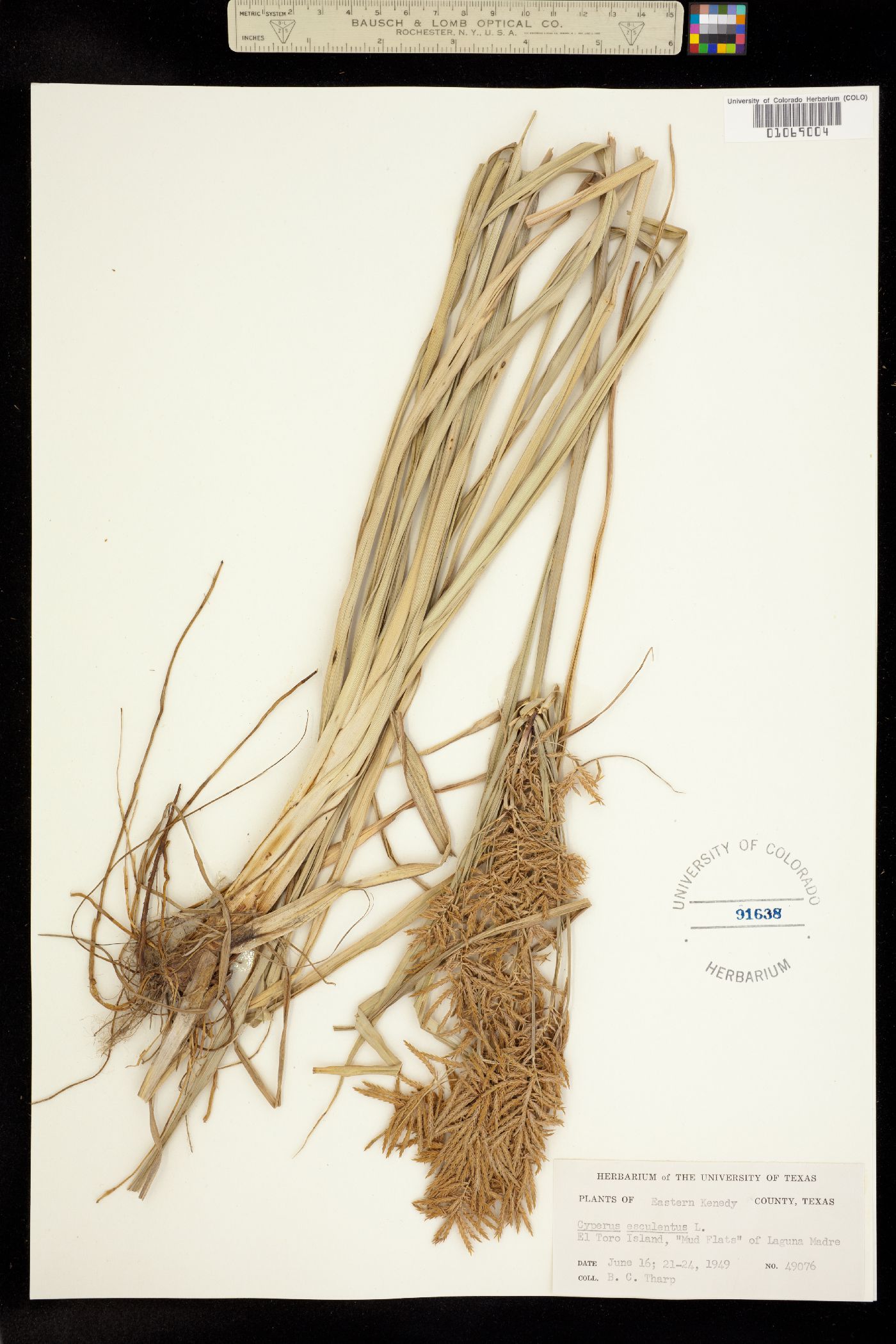 Cyperus esculentus image