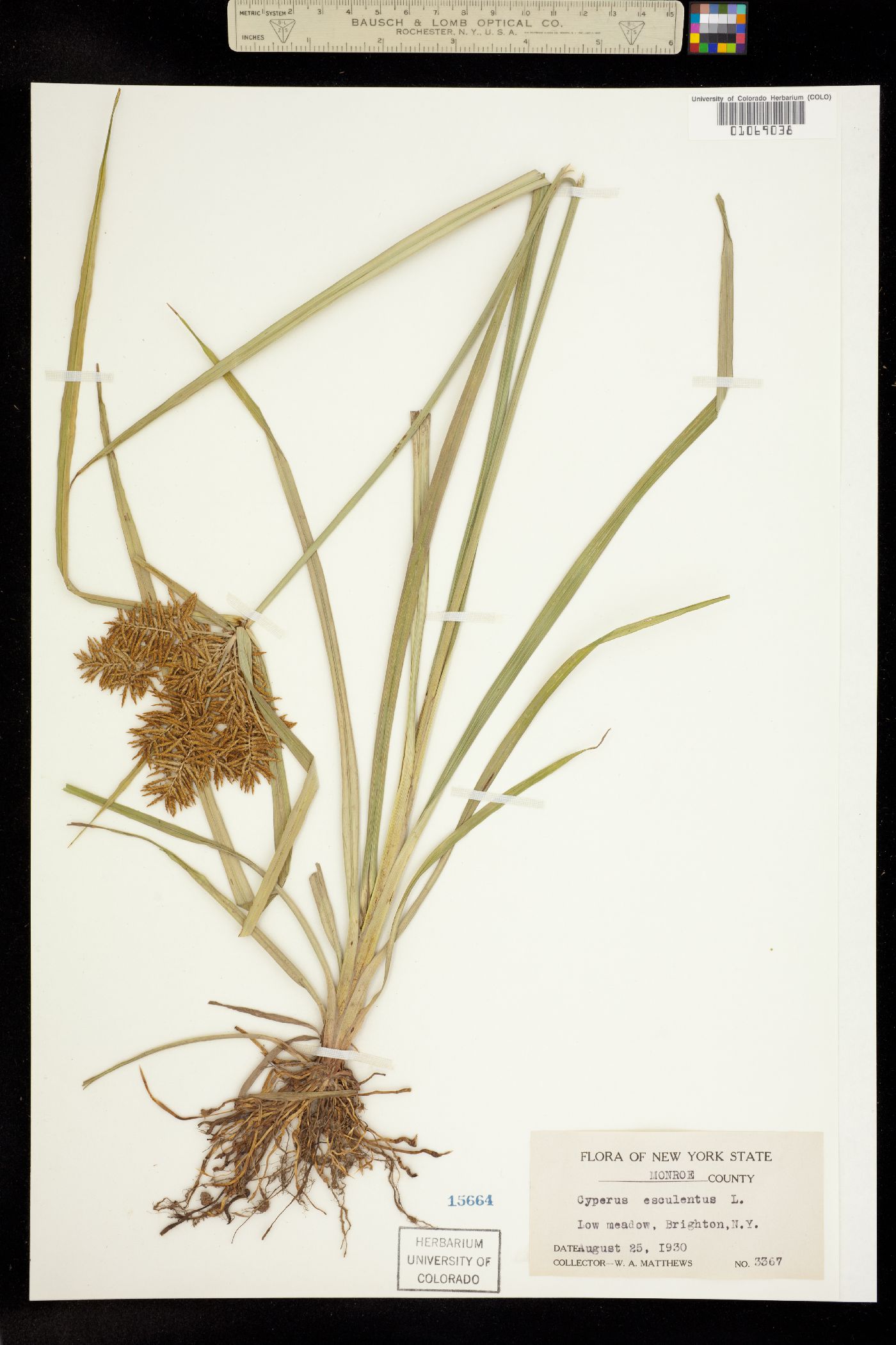 Cyperus esculentus image